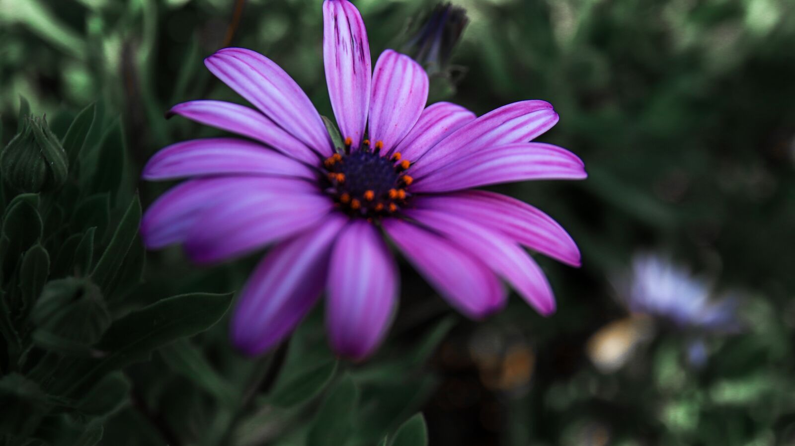 Canon 17-70mm F2.8-4 DC MACRO OS HSM | Contemporary 013 sample photo. Flower, purple, spring photography