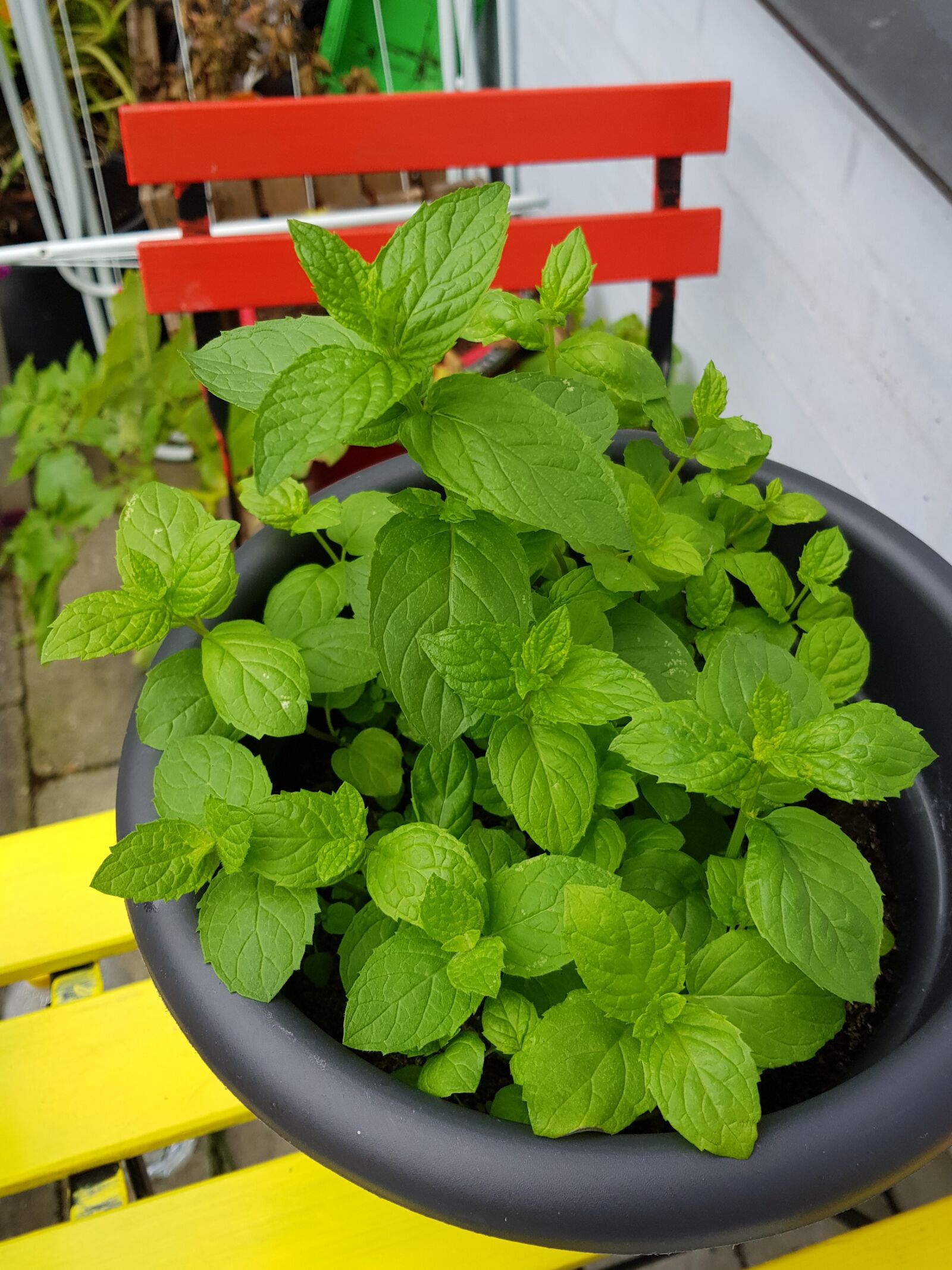 Samsung Galaxy S8 sample photo. Mint, green, beautiful photography