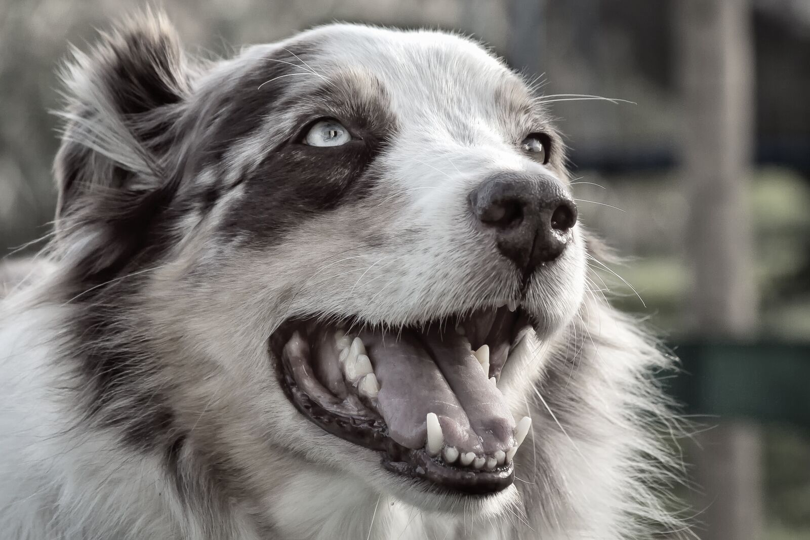 Canon EF 28-135mm F3.5-5.6 IS USM sample photo. Dog, herding dog, purebred photography
