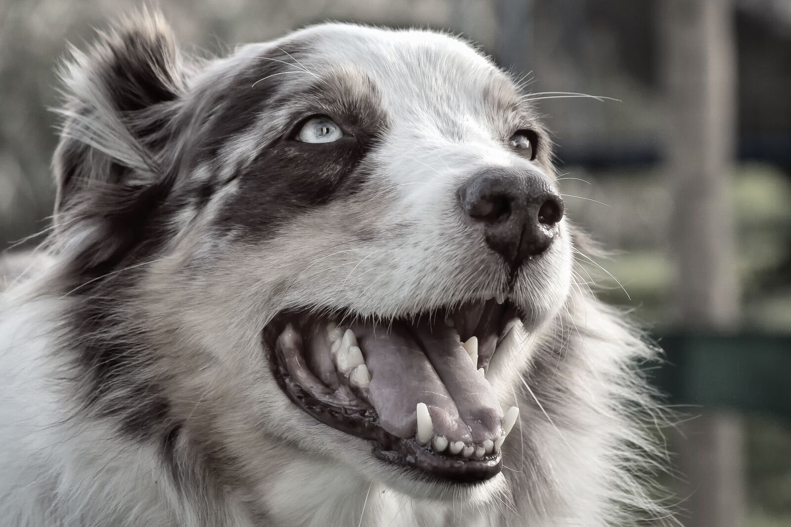 Canon EOS 50D + Canon EF 28-135mm F3.5-5.6 IS USM sample photo. Dog, herding dog, purebred photography