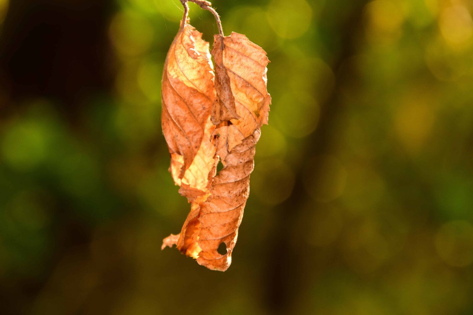 Nikon D3300 sample photo. Wood, forest, table, autumn photography
