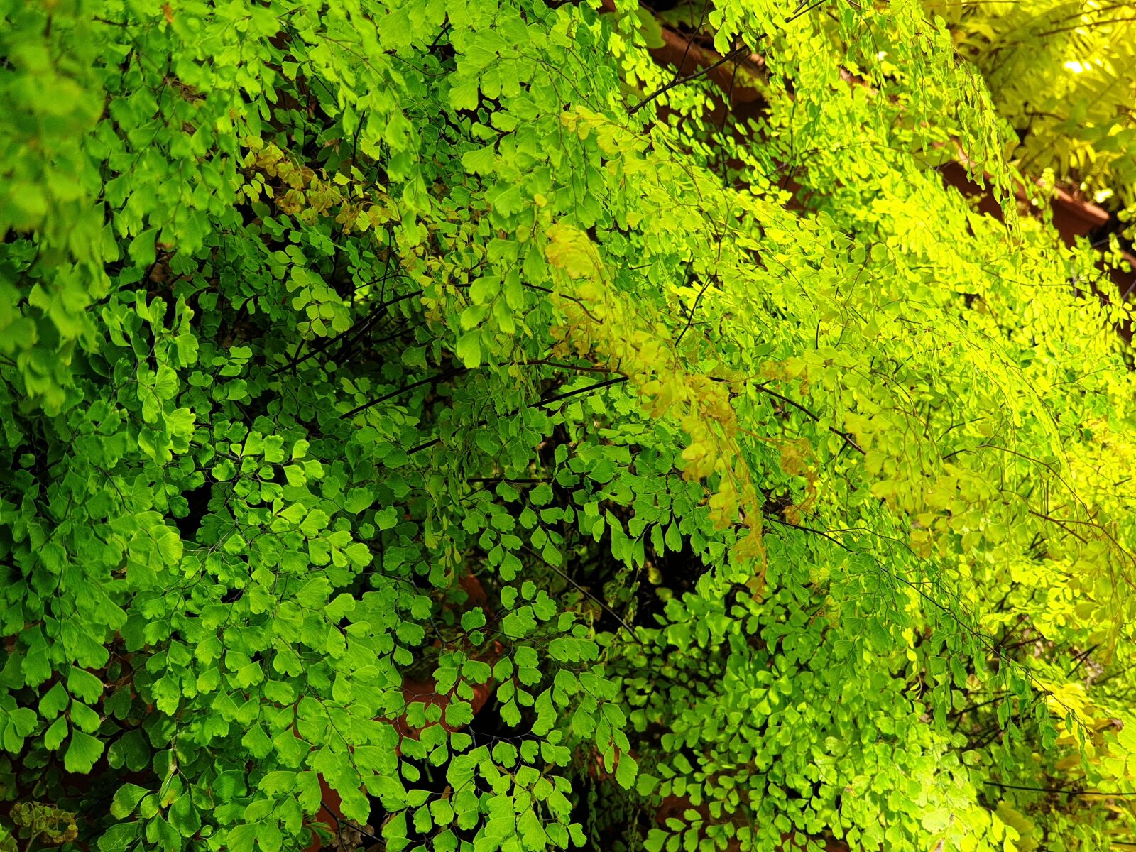 Samsung Galaxy Note9 sample photo. Fern, green, plant photography
