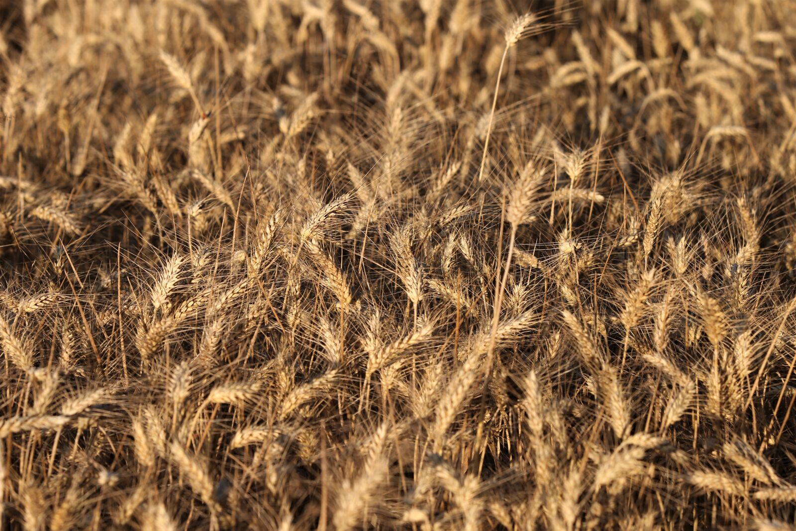 Canon EOS 6D sample photo. Wheat before harvest, agriculture photography