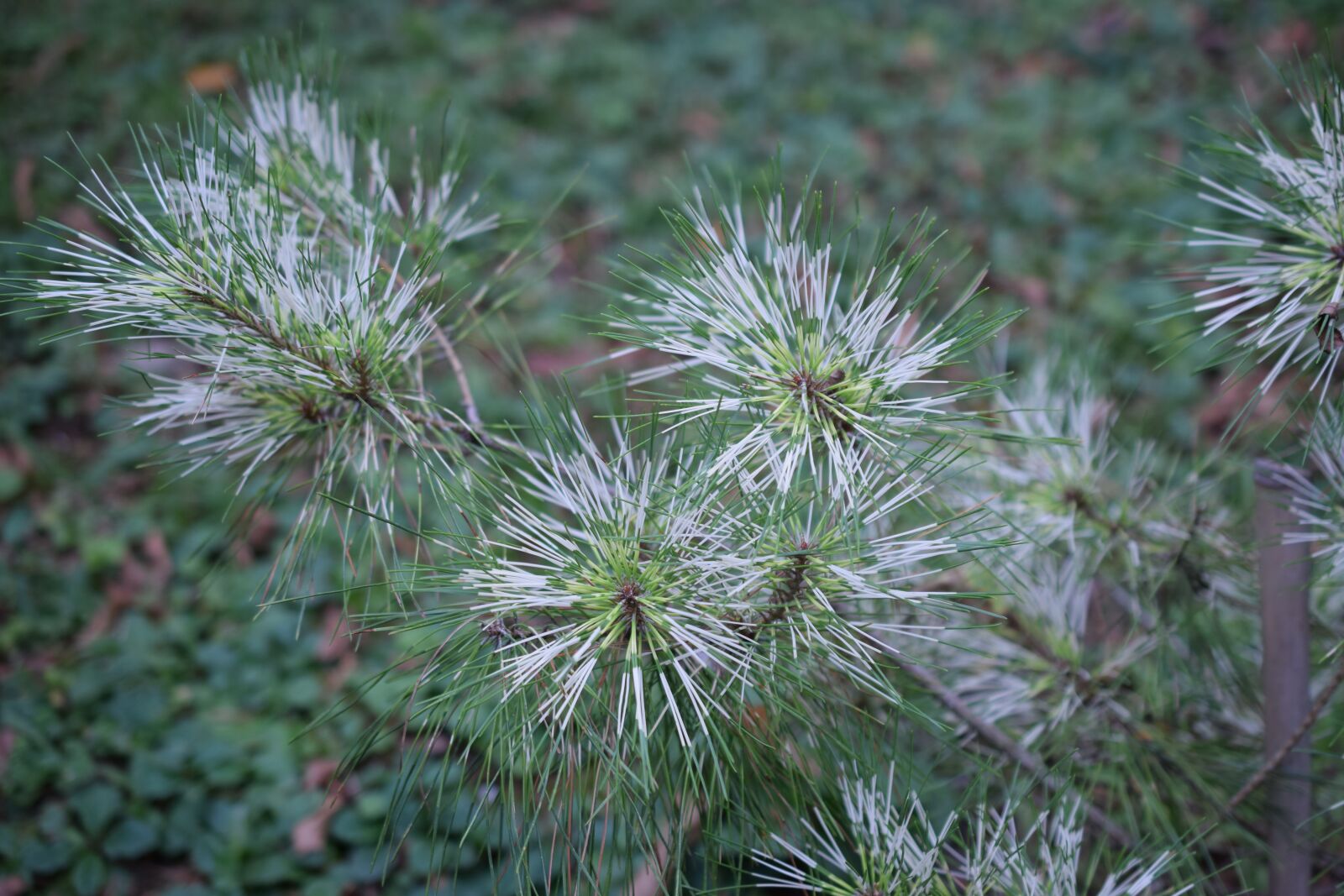 Nikon D3300 sample photo. Stars, pine, pinus echinata photography
