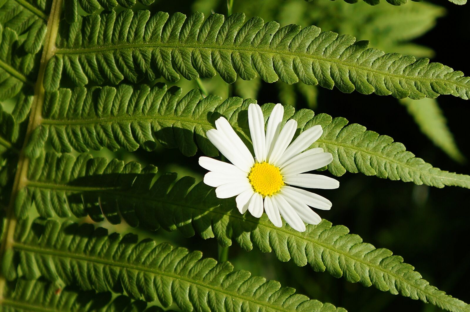 Sony Alpha a3000 + Sony E 18-55mm F3.5-5.6 OSS sample photo. Flower, nature, leaf photography
