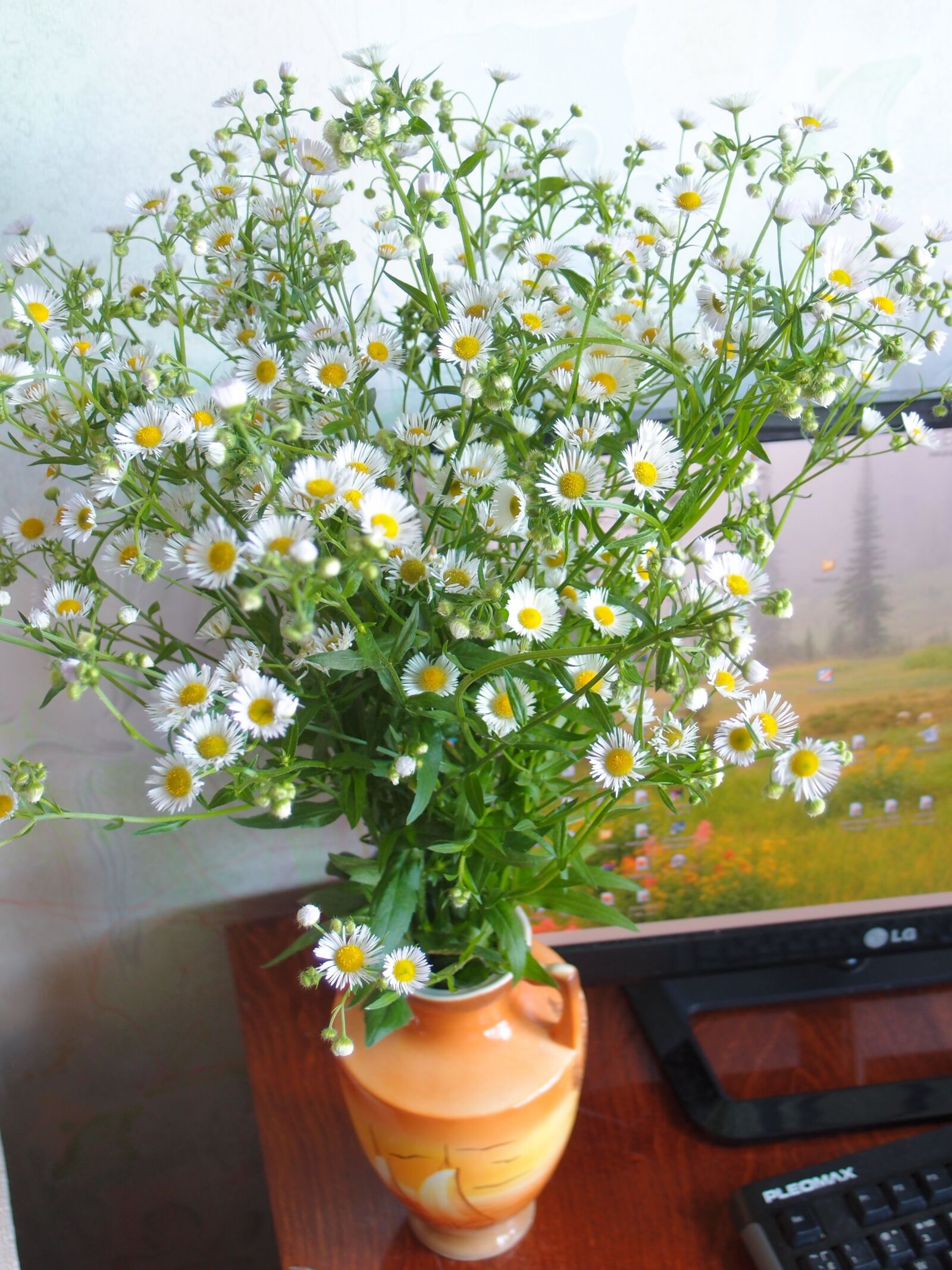 Olympus XZ-1 sample photo. Flower, plant, nature photography