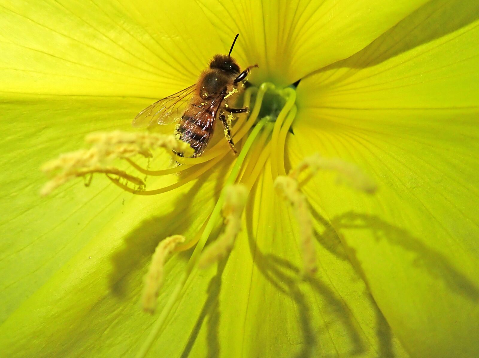 Olympus TG-5 sample photo. Bee, insect, evening primrose photography