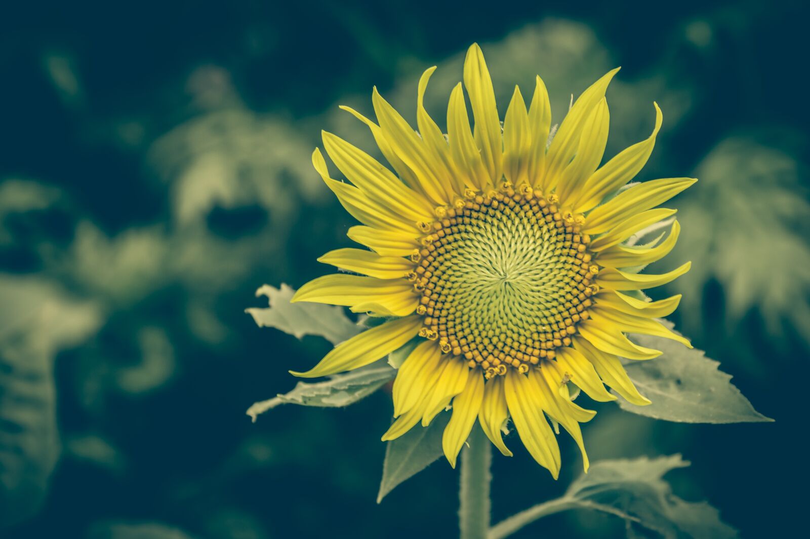 Nikon D3200 sample photo. Sunflower, vintage, flower photography
