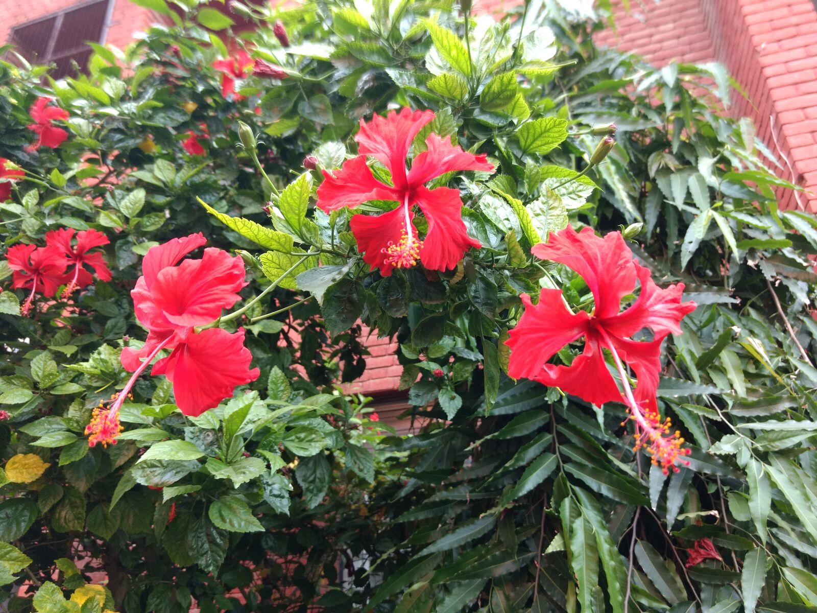 Motorola Moto G (4) sample photo