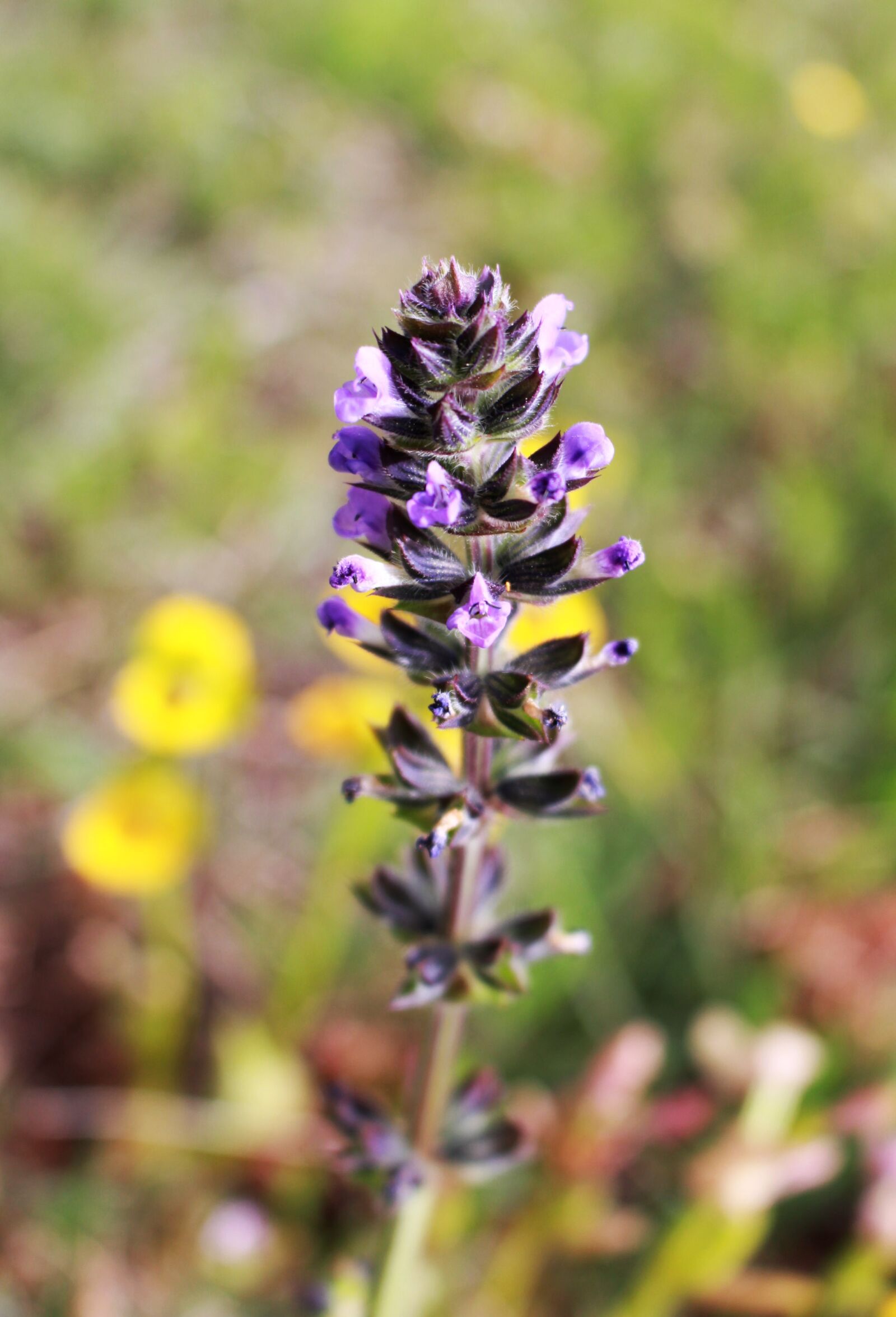 Canon EOS 700D (EOS Rebel T5i / EOS Kiss X7i) sample photo. Flower, lilac, purple photography
