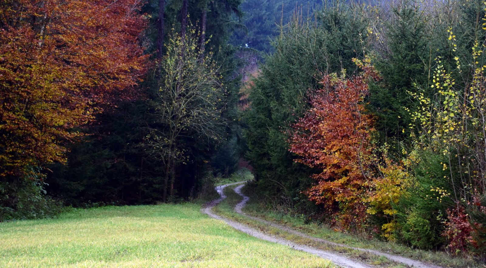 Nikon D3300 sample photo. Wood, nature, tree, leaf photography