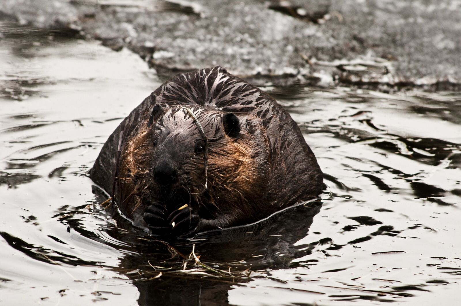 Nikon D300S sample photo. Beaver, rodent, animal photography