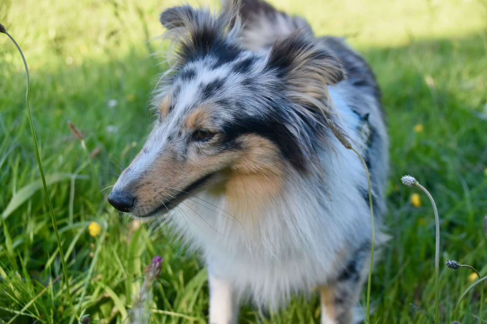Nikon D5600 sample photo. Dog, bitch, shetland sheepdog photography