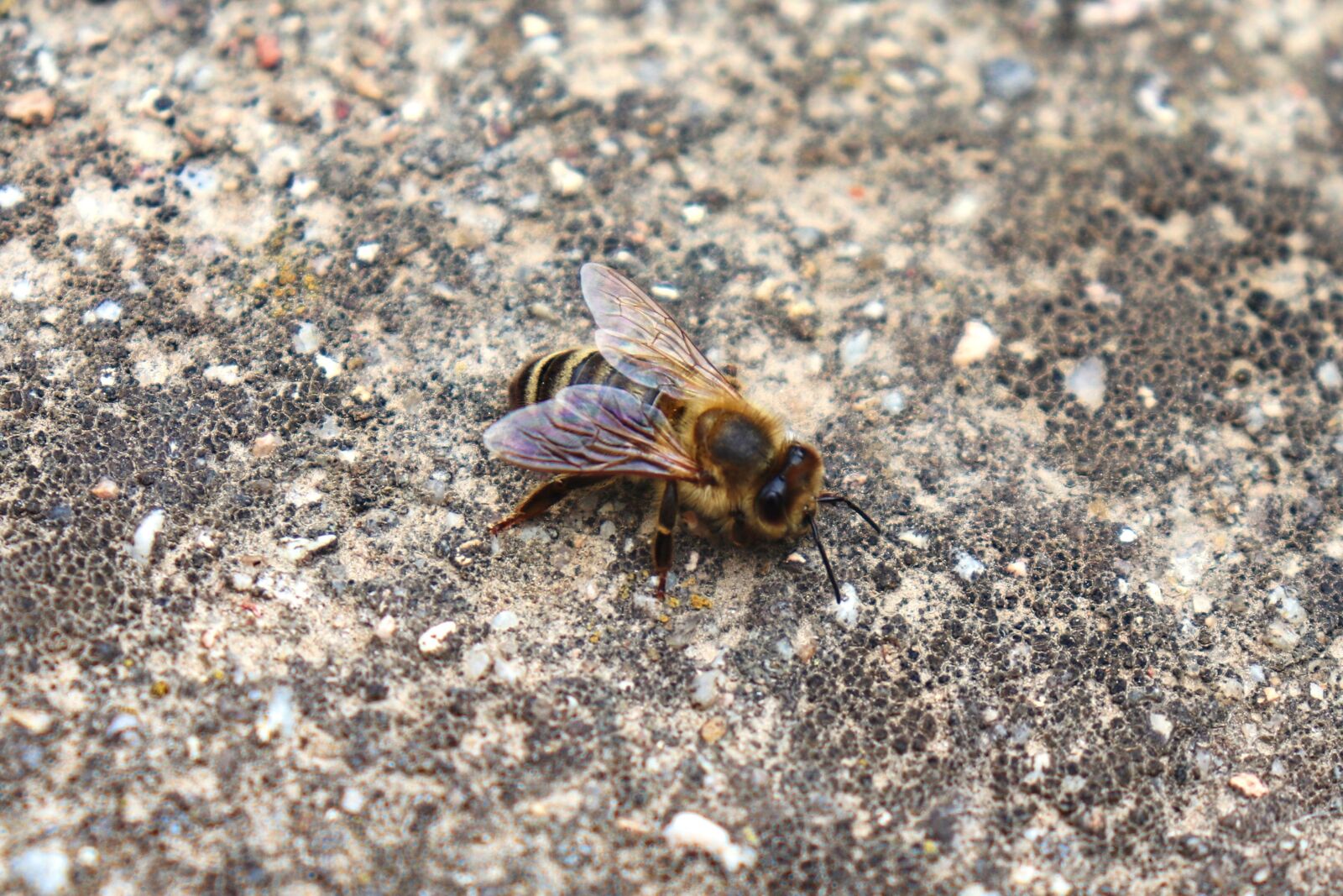 Canon EF-S 18-55mm F4-5.6 IS STM sample photo. Bee, macro, animal photography