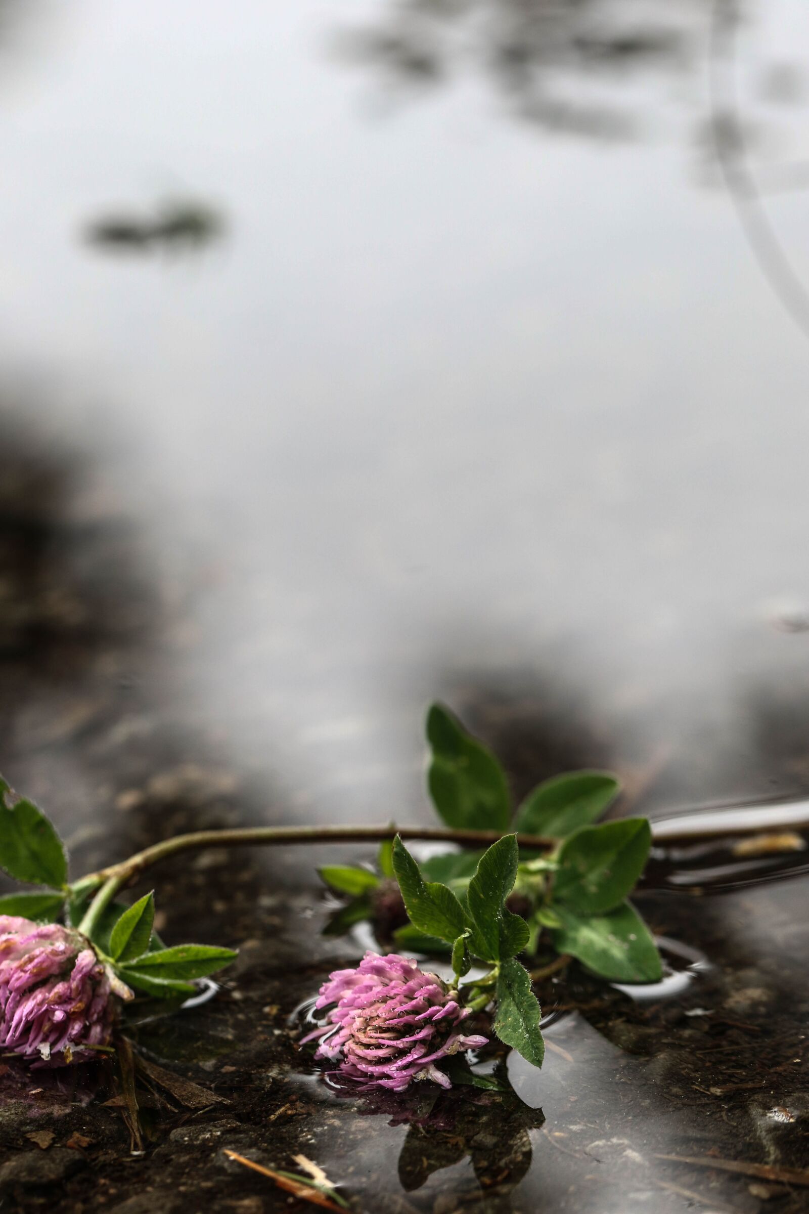 Canon EOS 7D Mark II sample photo. Flower, water, puddle photography