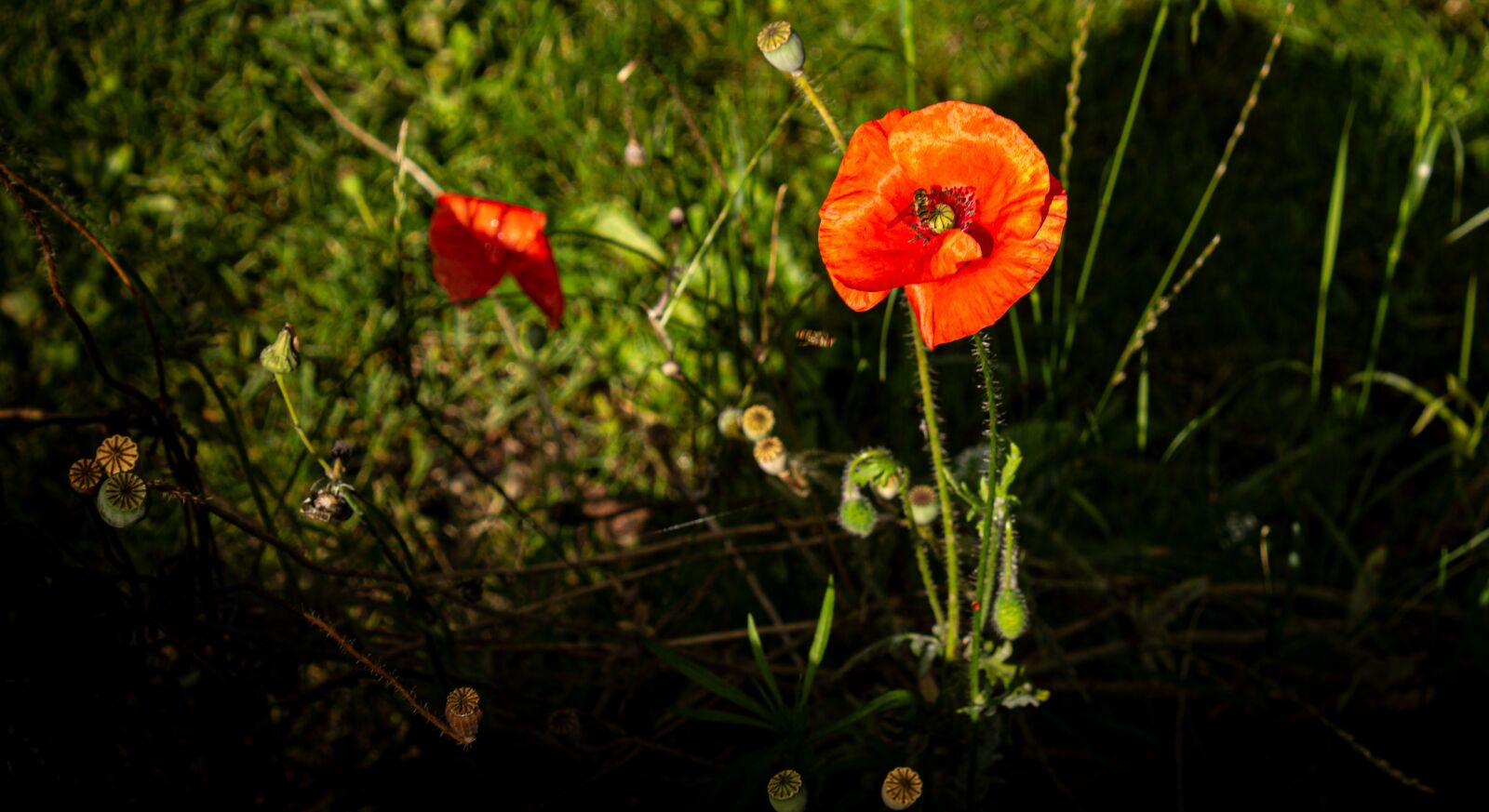 Canon EOS 100D (EOS Rebel SL1 / EOS Kiss X7) sample photo. Poppy, blossom, bloom photography