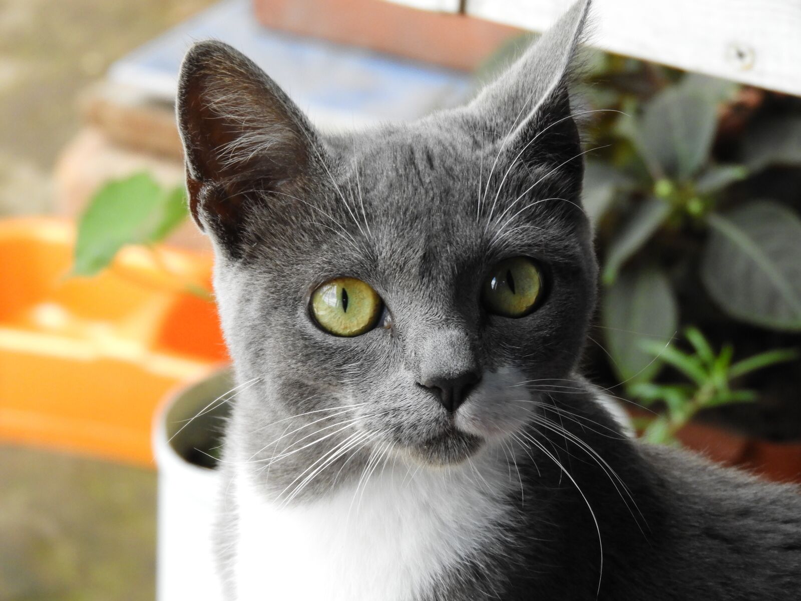 Nikon Coolpix B700 sample photo. Animal, cat, feline photography