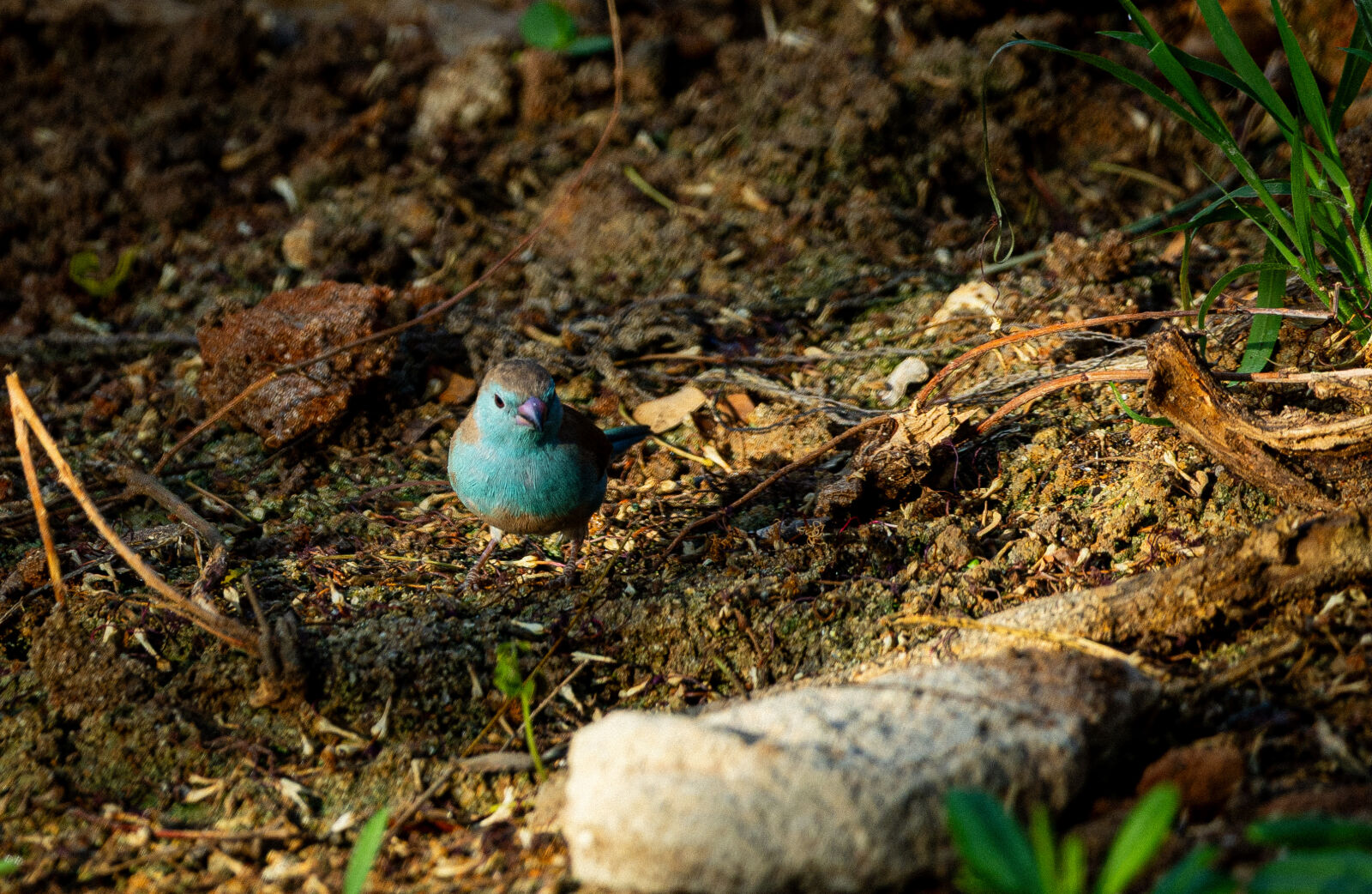 Canon EOS R6 II sample photo
