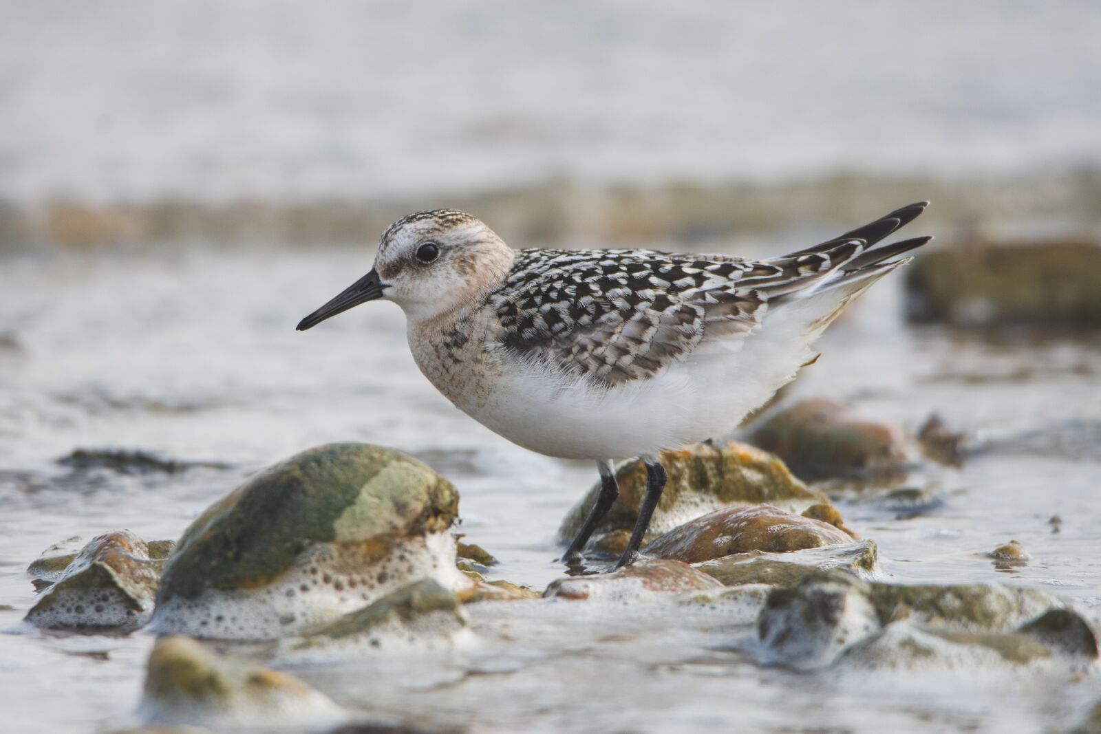 Nikon D7200 sample photo. The sandpiper sand, snipey photography