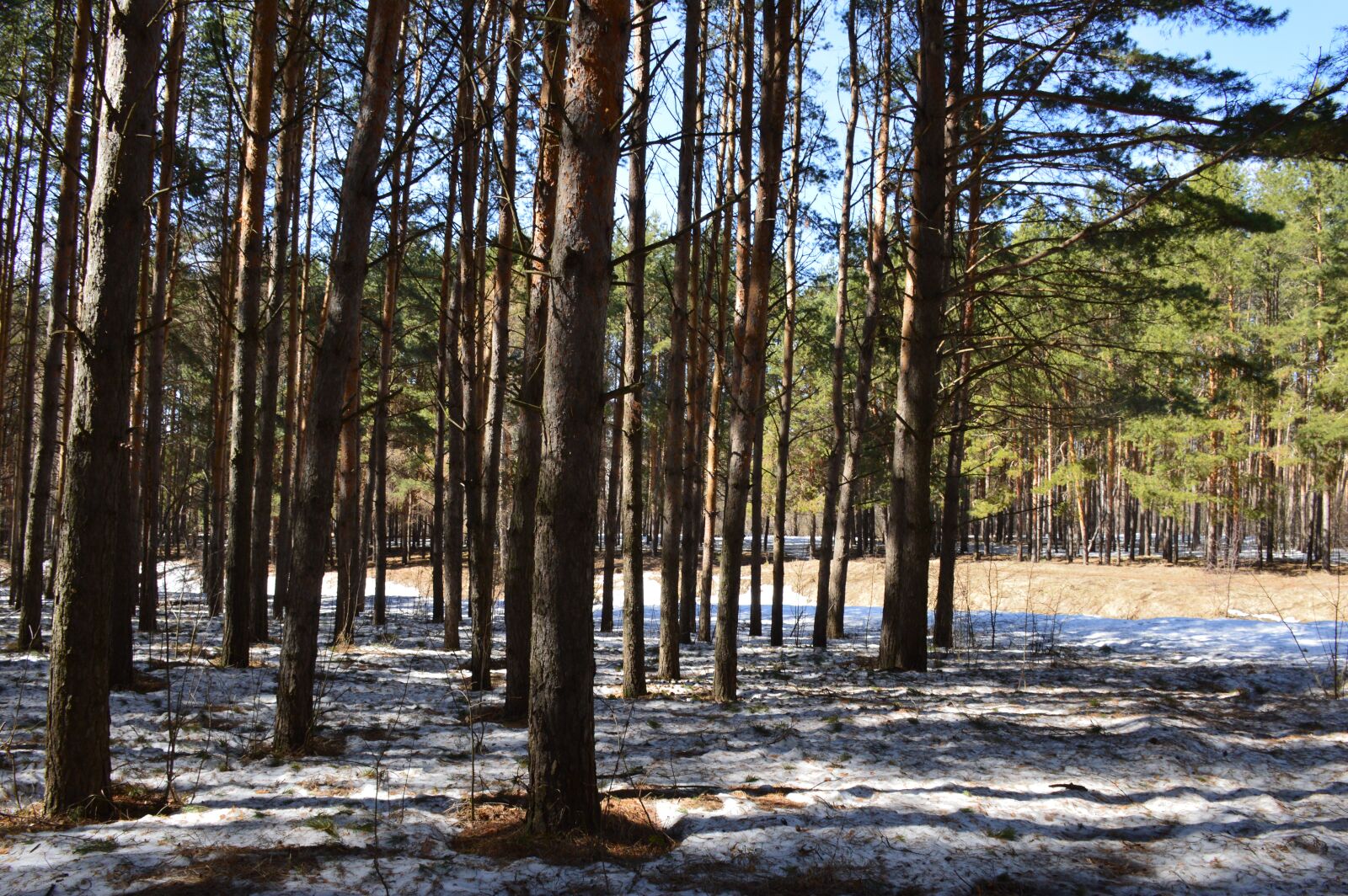 Nikon D3200 sample photo. Snow, spring, forest photography