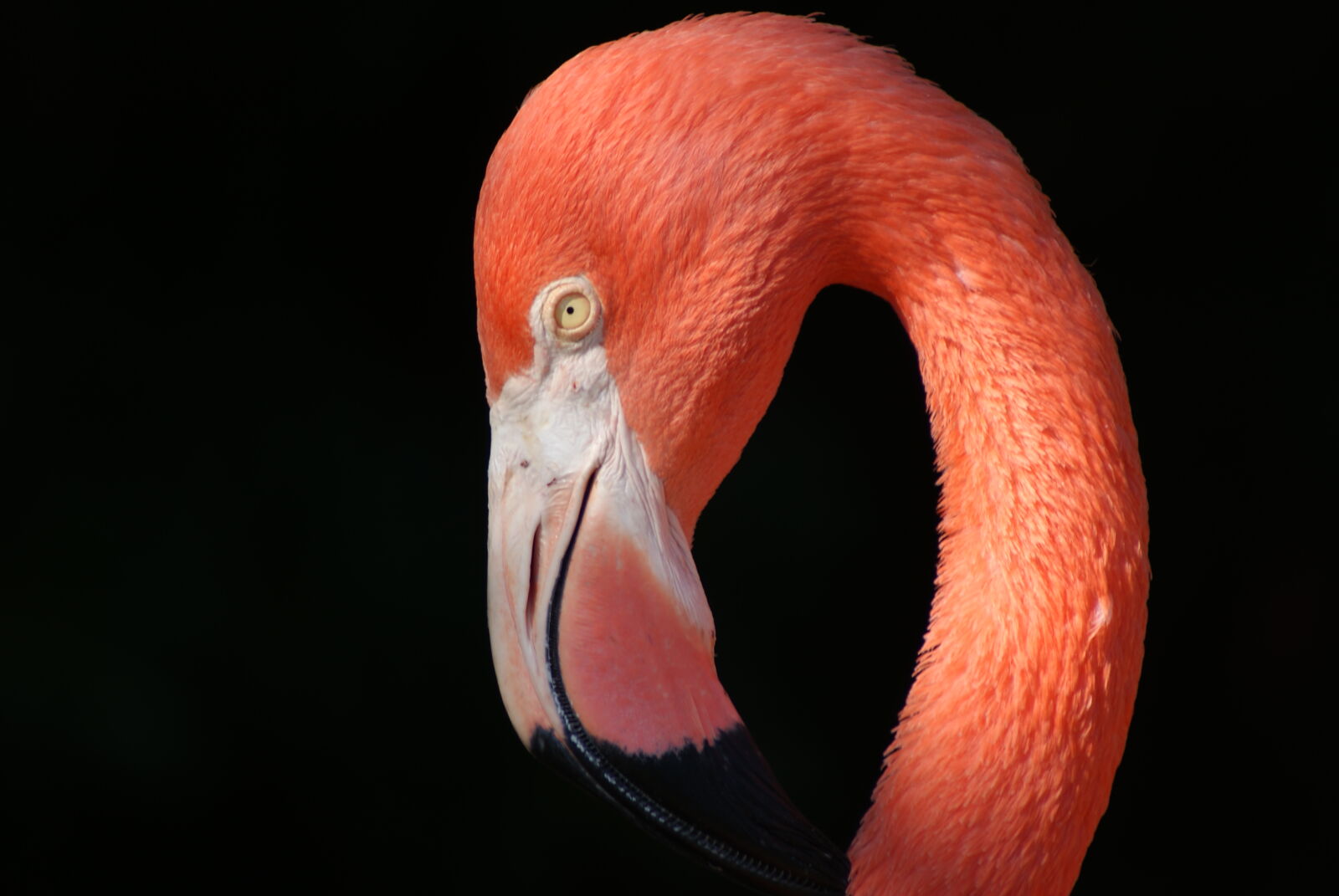 Sony 75-300mm F4.5-5.6 sample photo. Close, up, of, bird photography