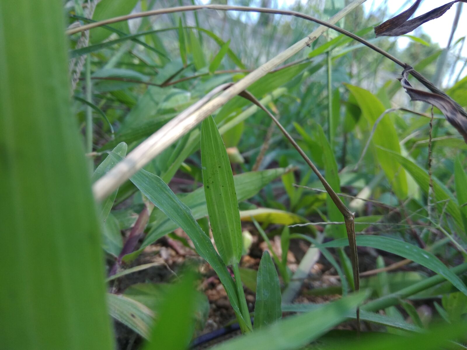 Xiaomi Redmi Note 4 sample photo. Grass, green, nature photography