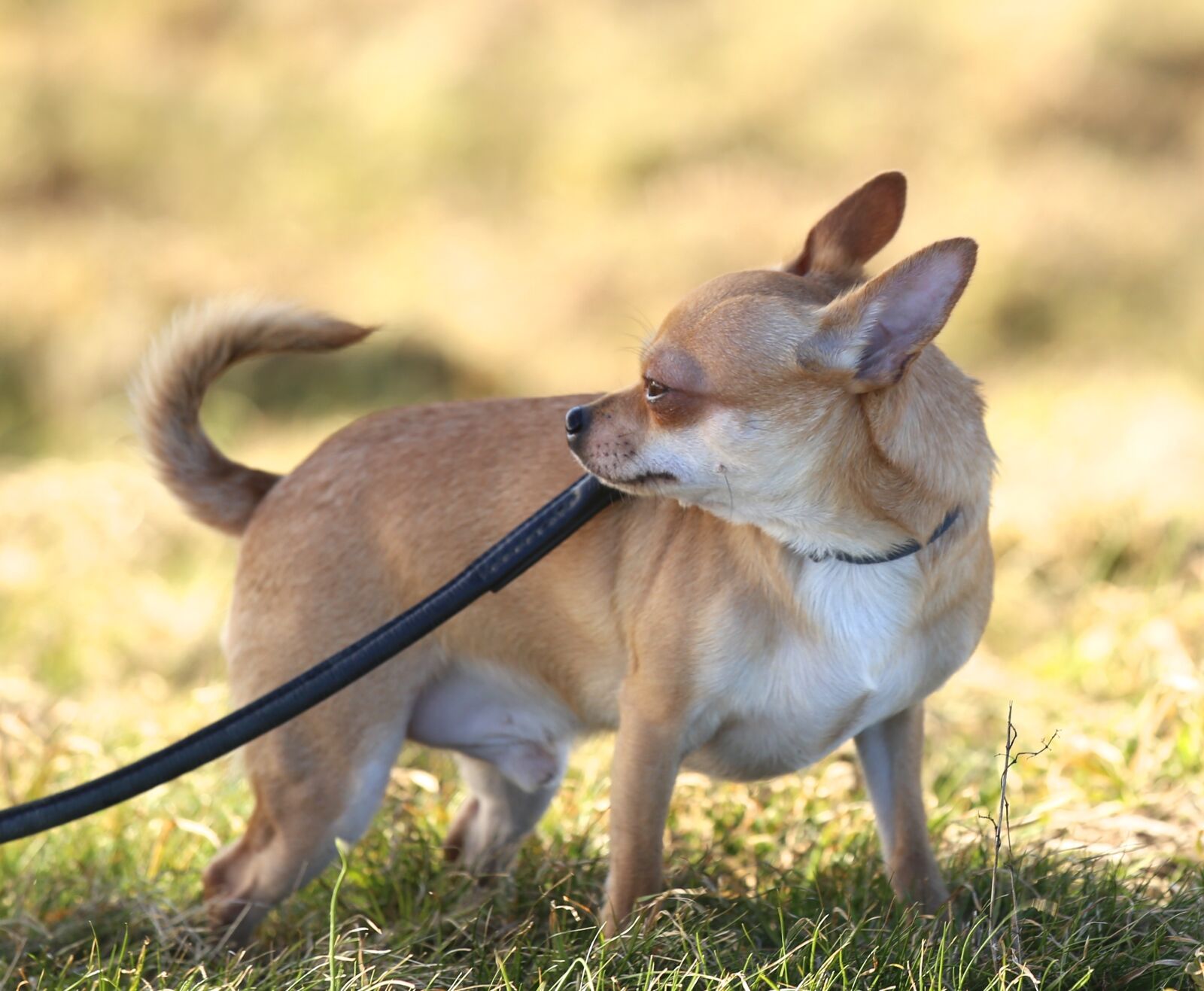 Canon EF 70-200mm F4L IS USM sample photo. Dog, chihuahua, sobel photography