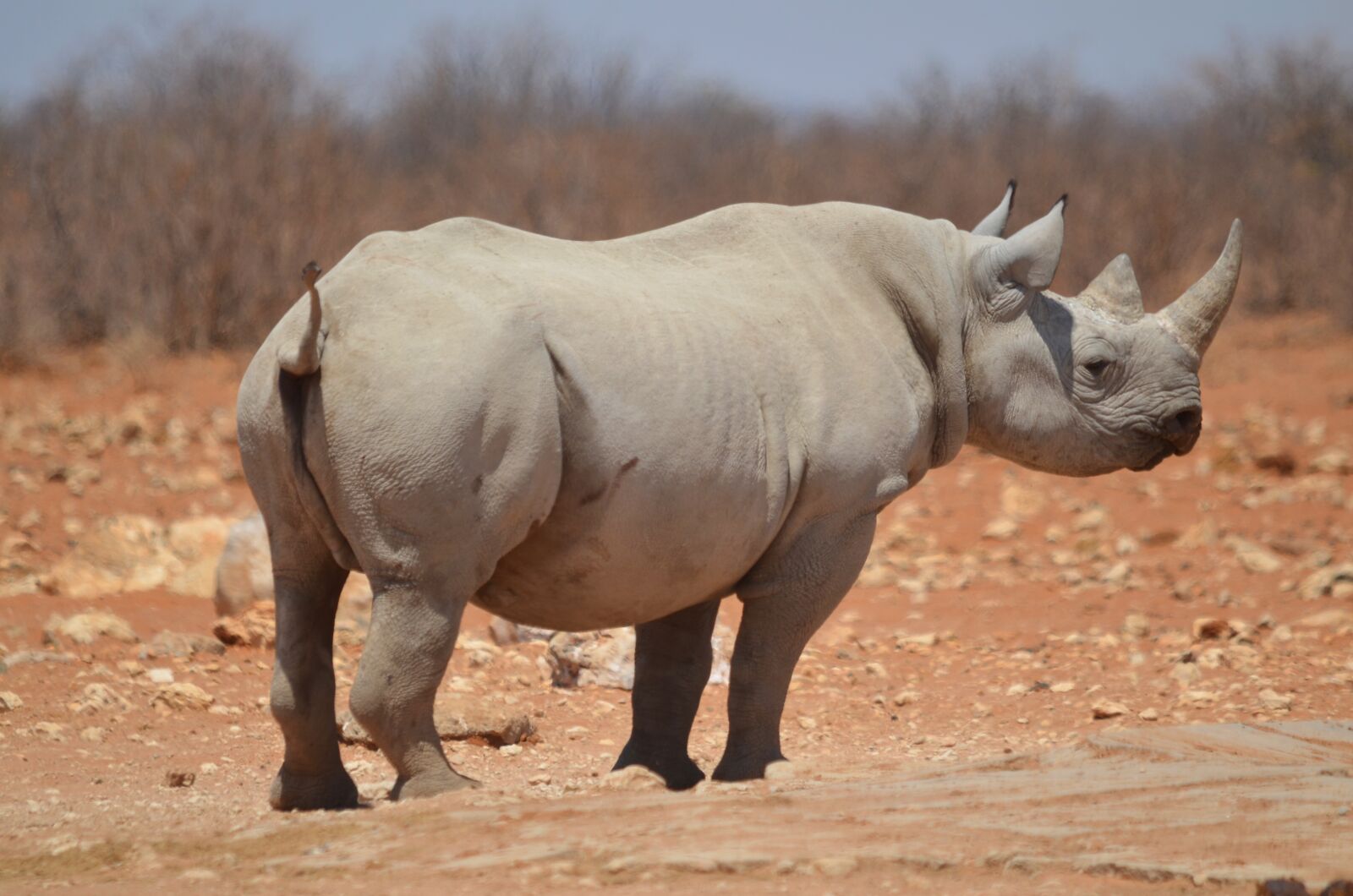 Nikon D5100 sample photo. Rhino, etosha, mammal photography