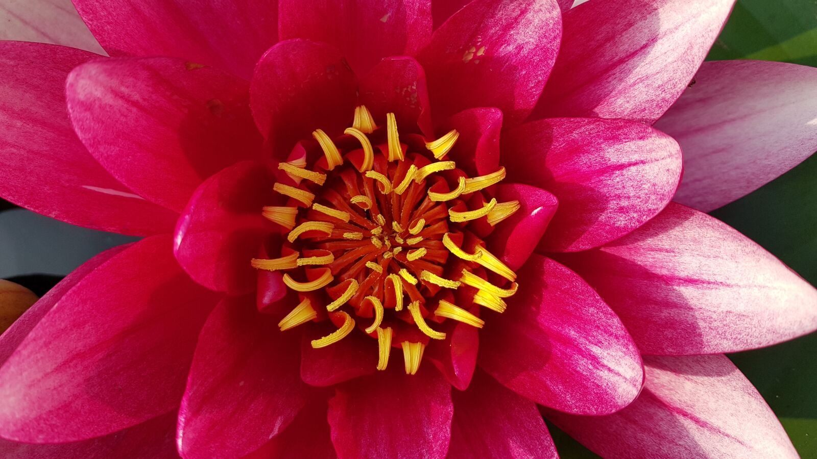 Samsung Galaxy S8+ sample photo. Water lily, water plant photography