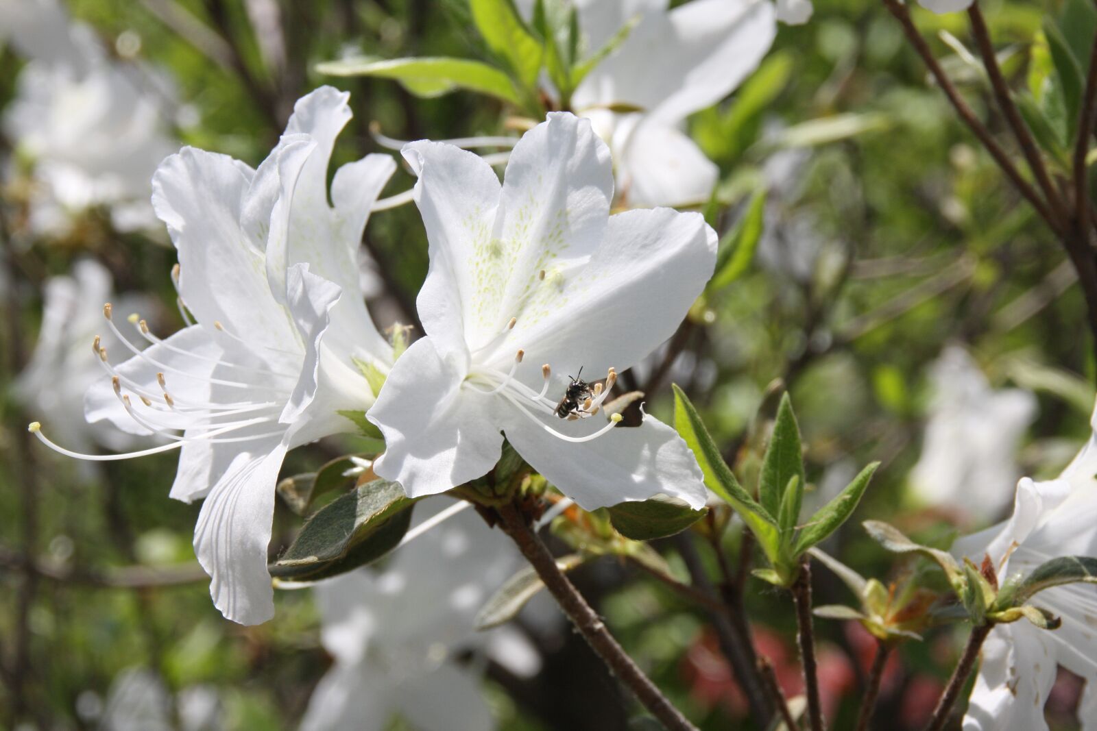 Canon EOS 40D sample photo. White flowers, flowers, spring photography