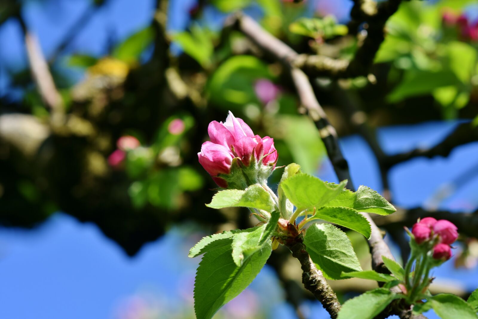 Nikon D7200 sample photo. Apple blossom, blossom, bloom photography