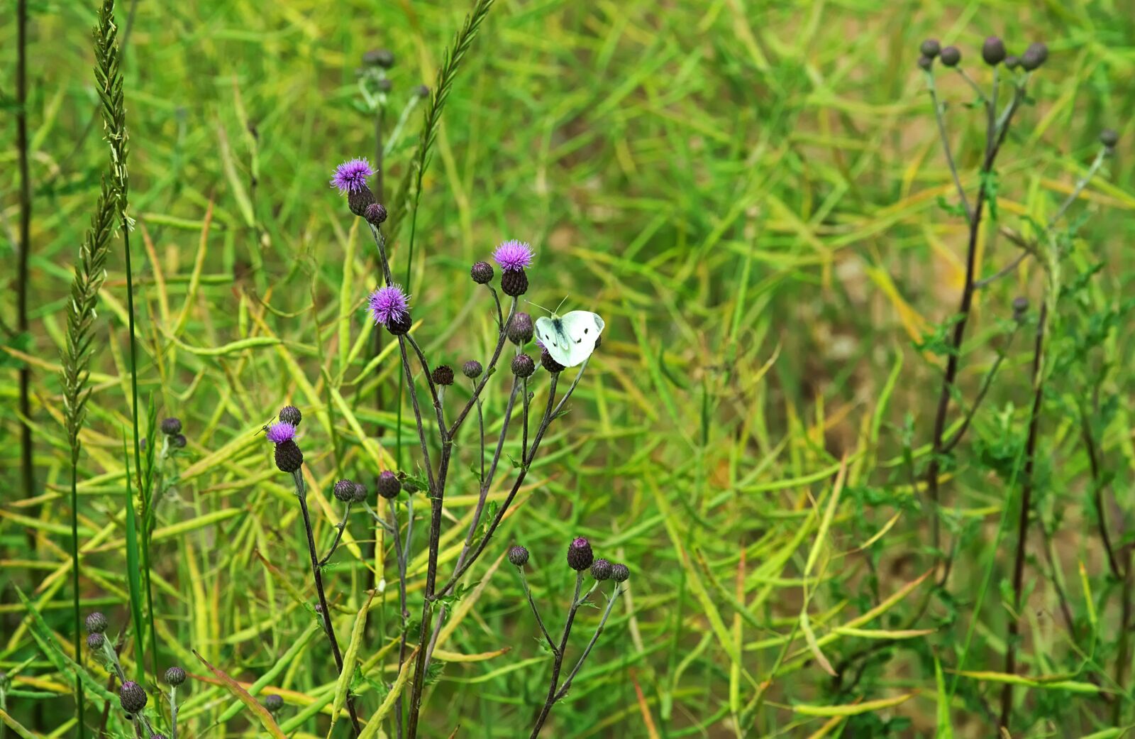 Nikon D7200 sample photo. Field, oilseed rape, thistle photography