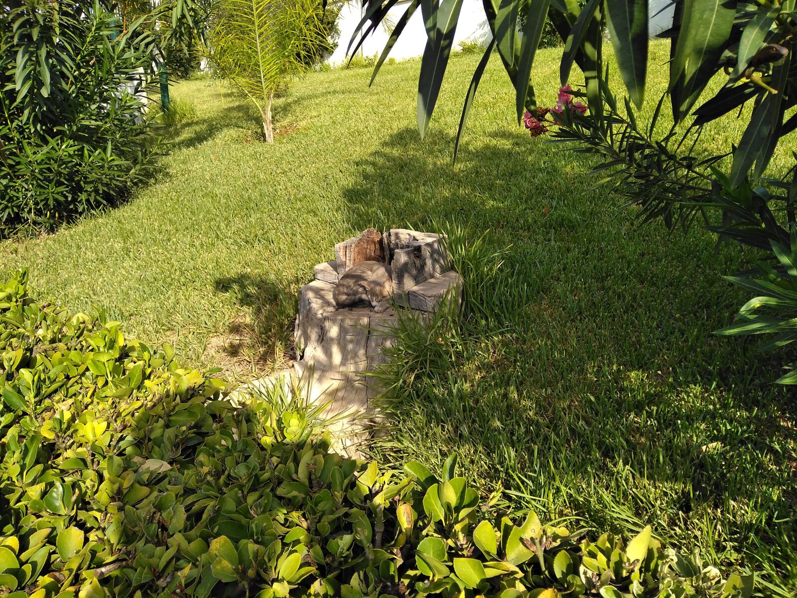 HUAWEI DUB-LX1 sample photo. Cat, tree, turf photography