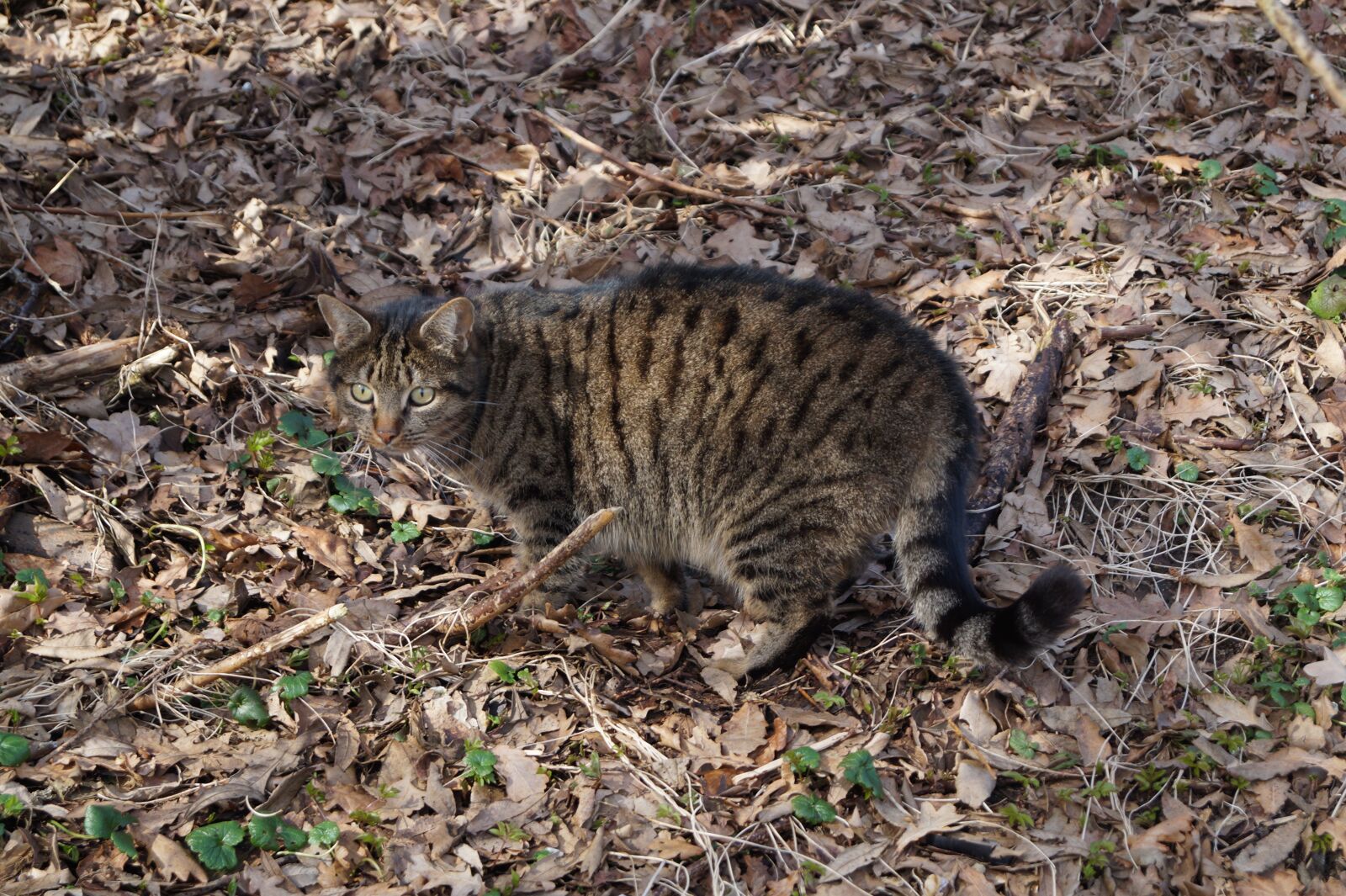 Sony DT 18-55mm F3.5-5.6 SAM II sample photo. Cat, leaves, disguised photography
