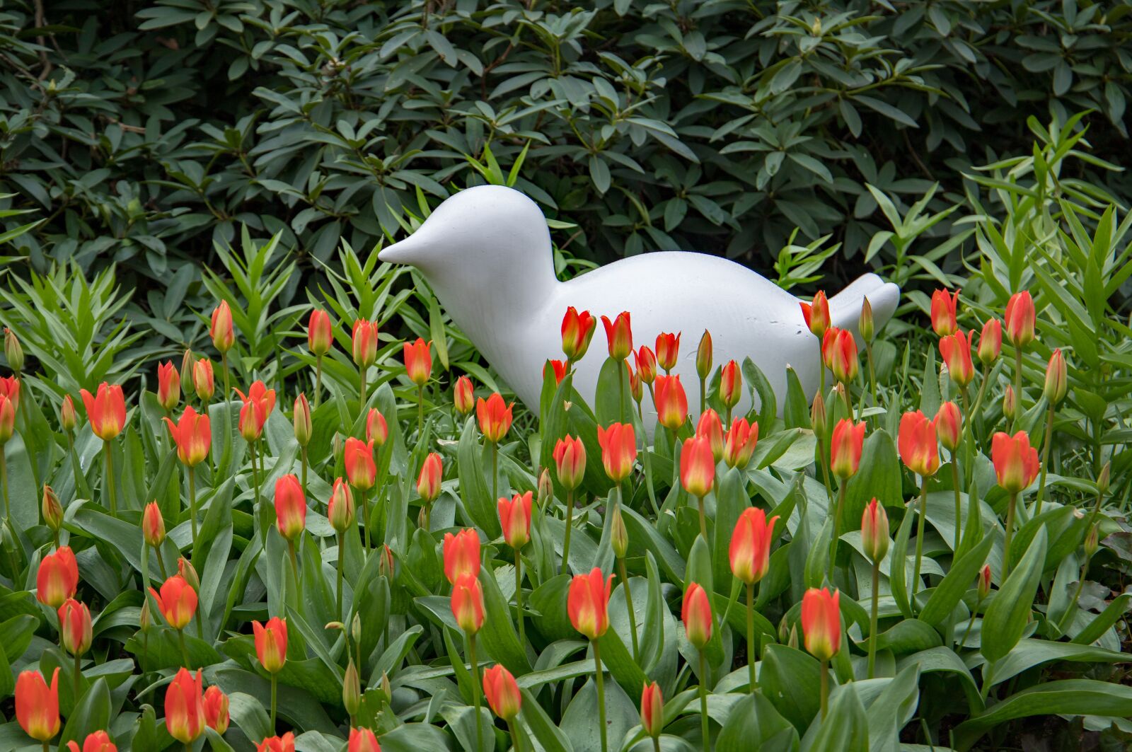 Canon EOS 6D Mark II sample photo. Spring, flowers, keukenhof photography