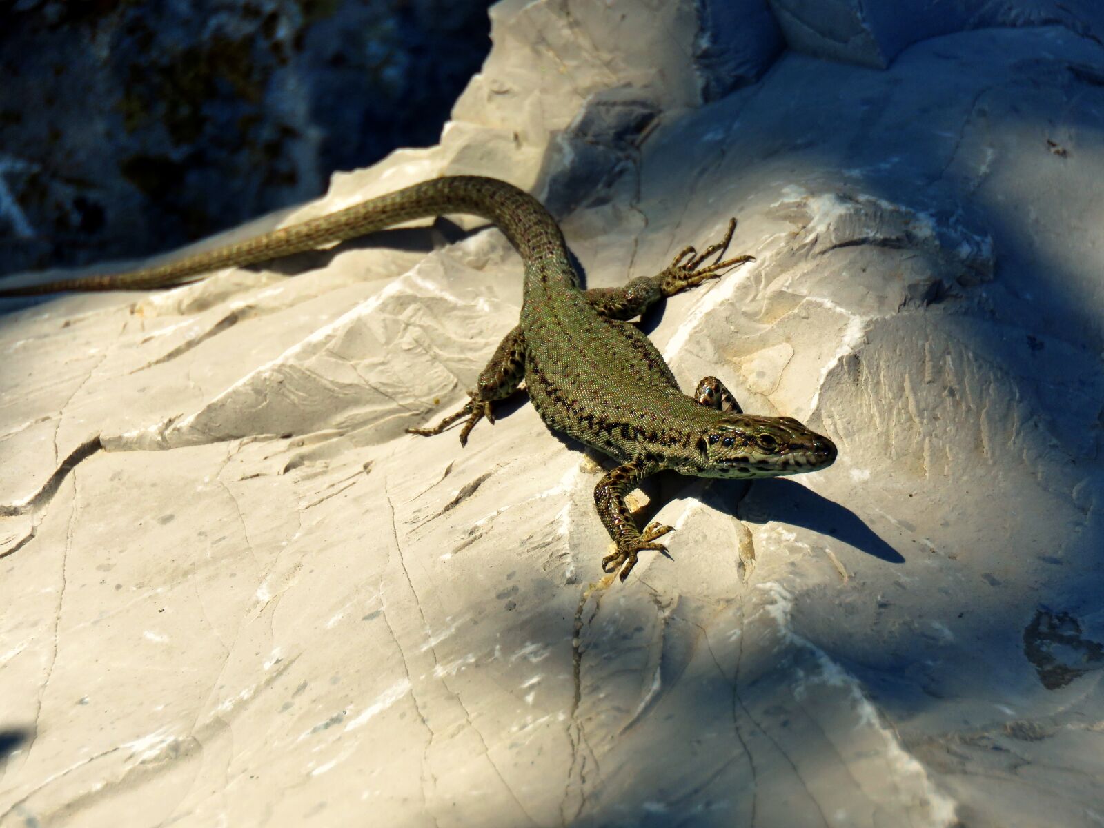 Canon PowerShot SX60 HS sample photo. Nature, reptile, lizard photography