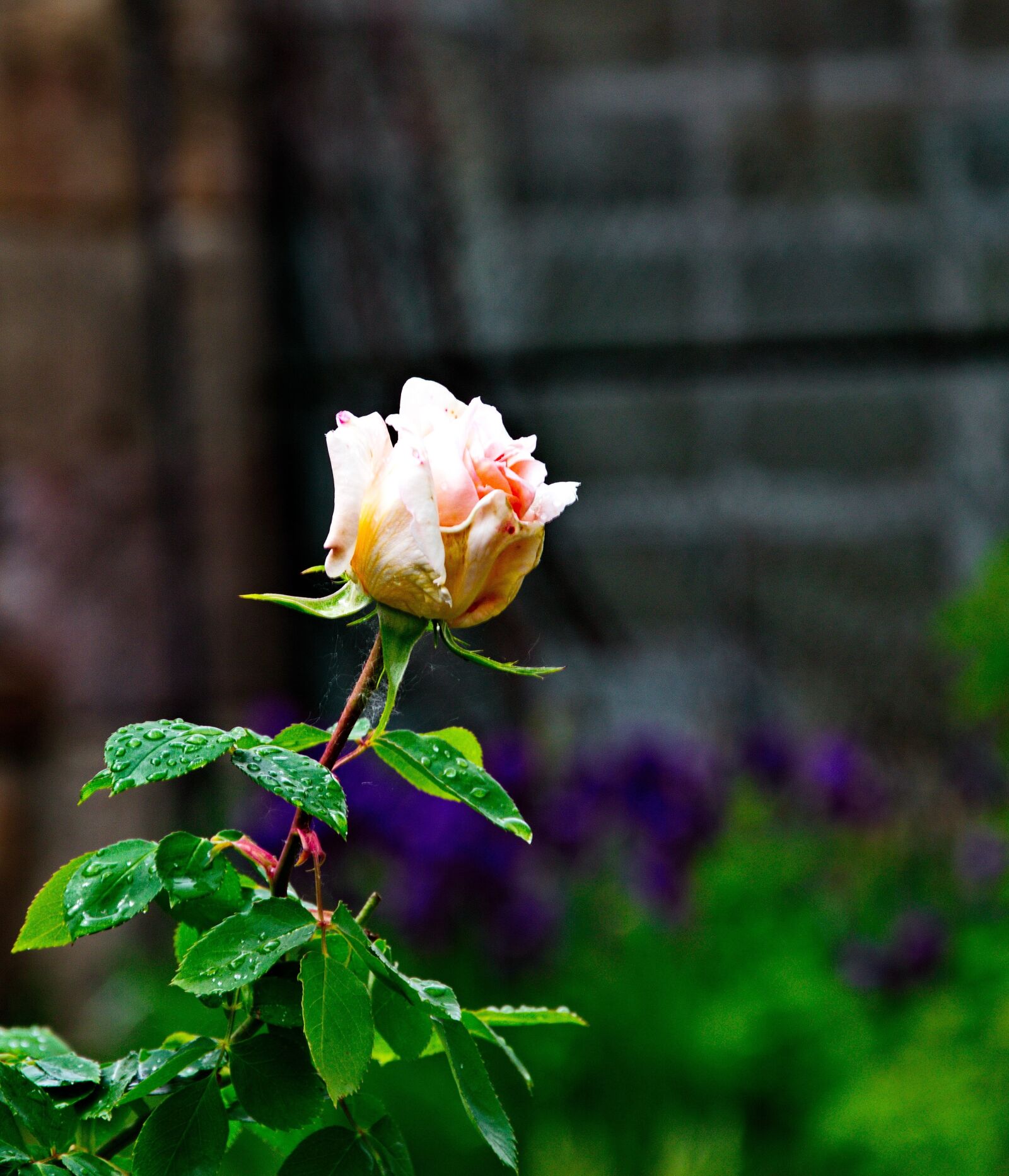 Nikon D3200 sample photo. Rose, plant, nature photography