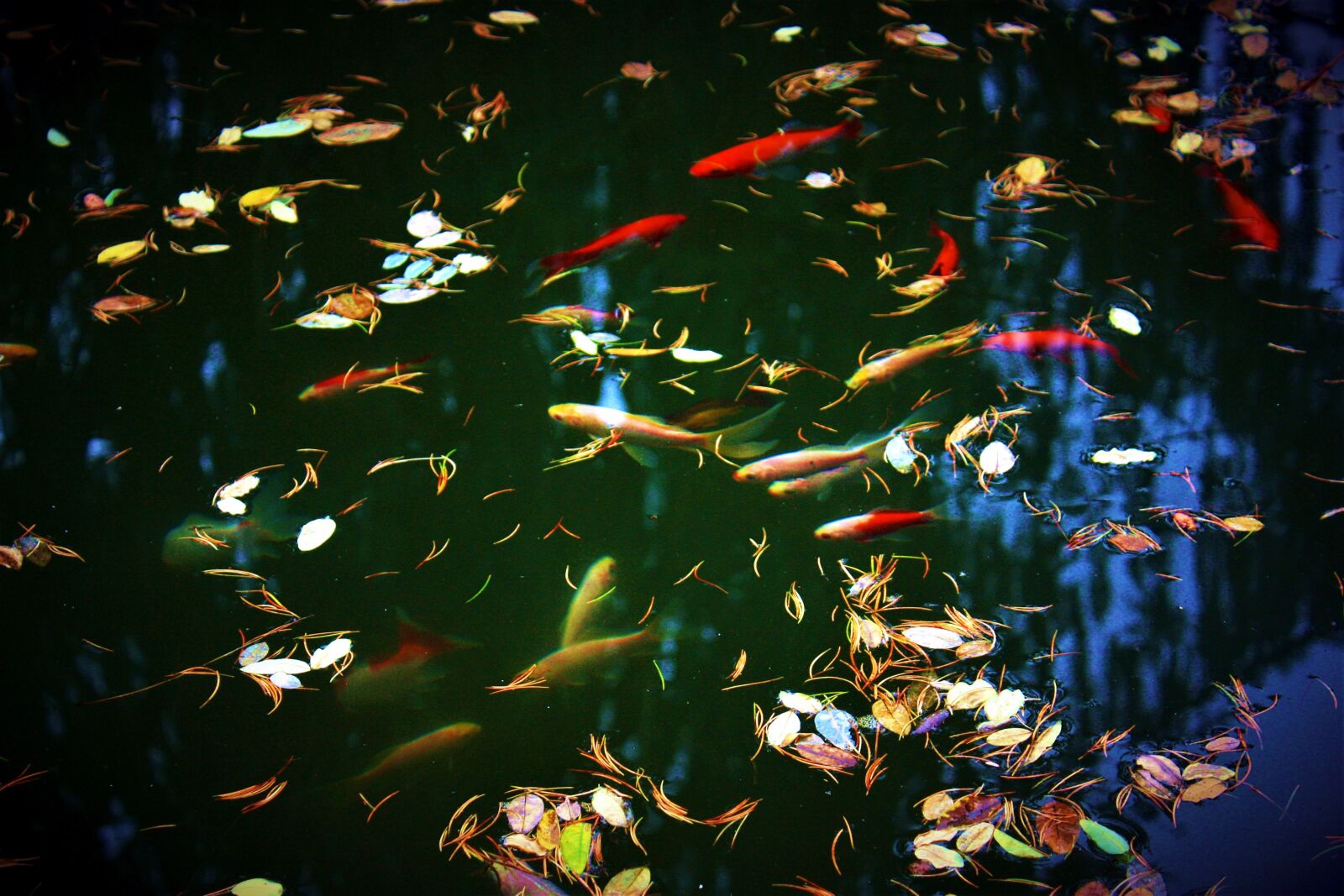 Canon EOS 450D (EOS Rebel XSi / EOS Kiss X2) sample photo. Fish, water, nature photography