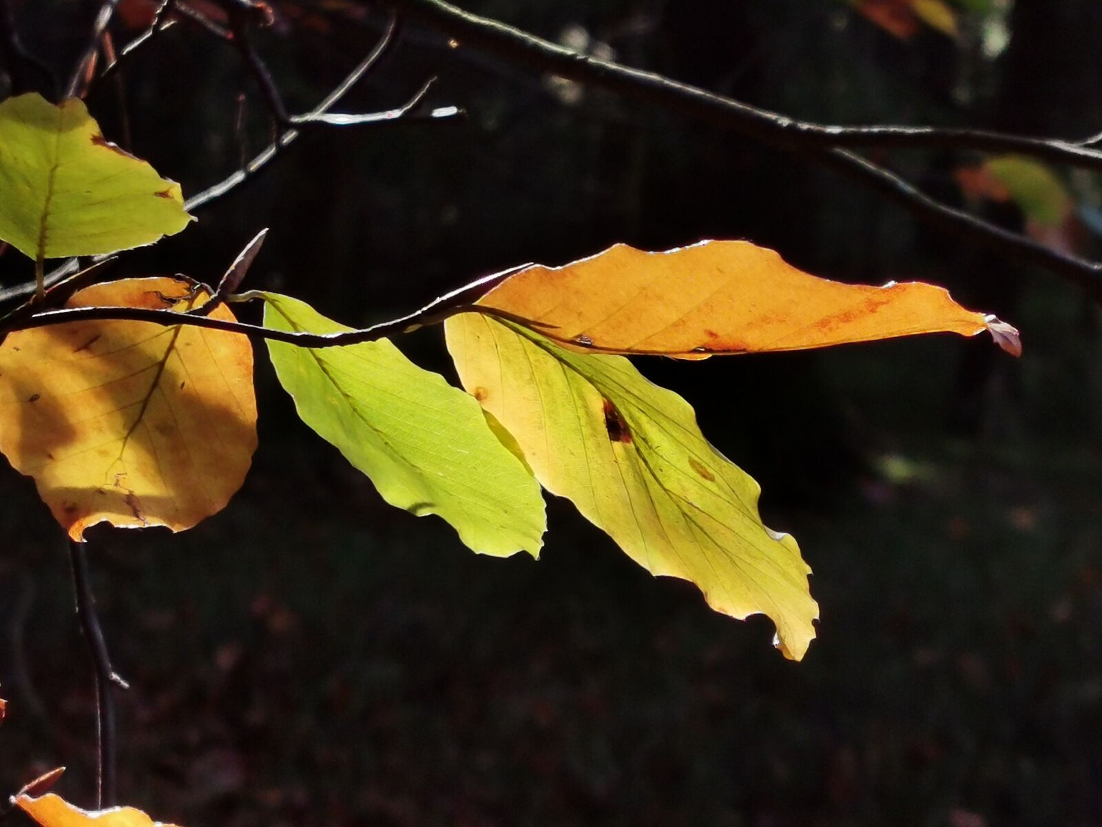 HUAWEI P30 Pro sample photo. Autumn, leaf, forest photography