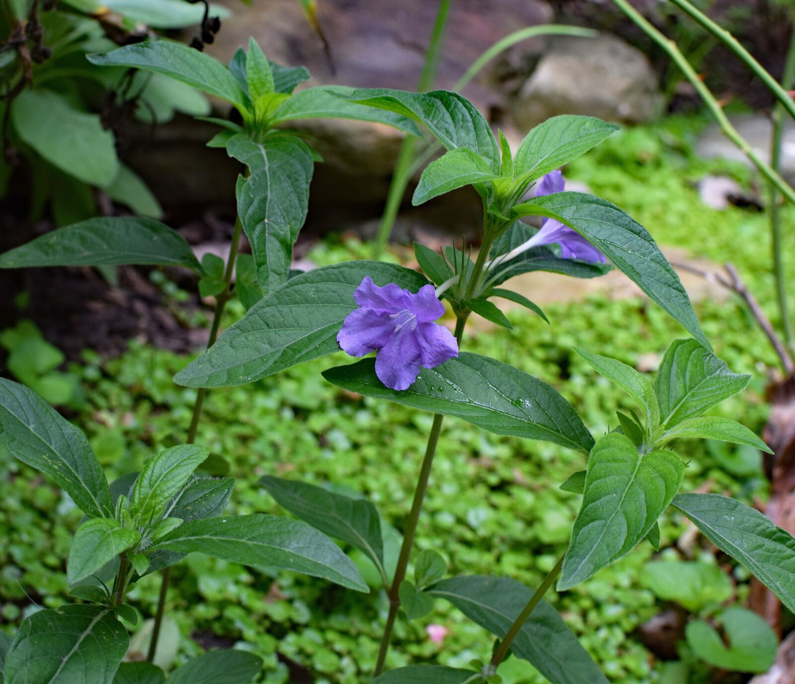 Nikon D3300 sample photo. Wild petunia, petunia, nature photography