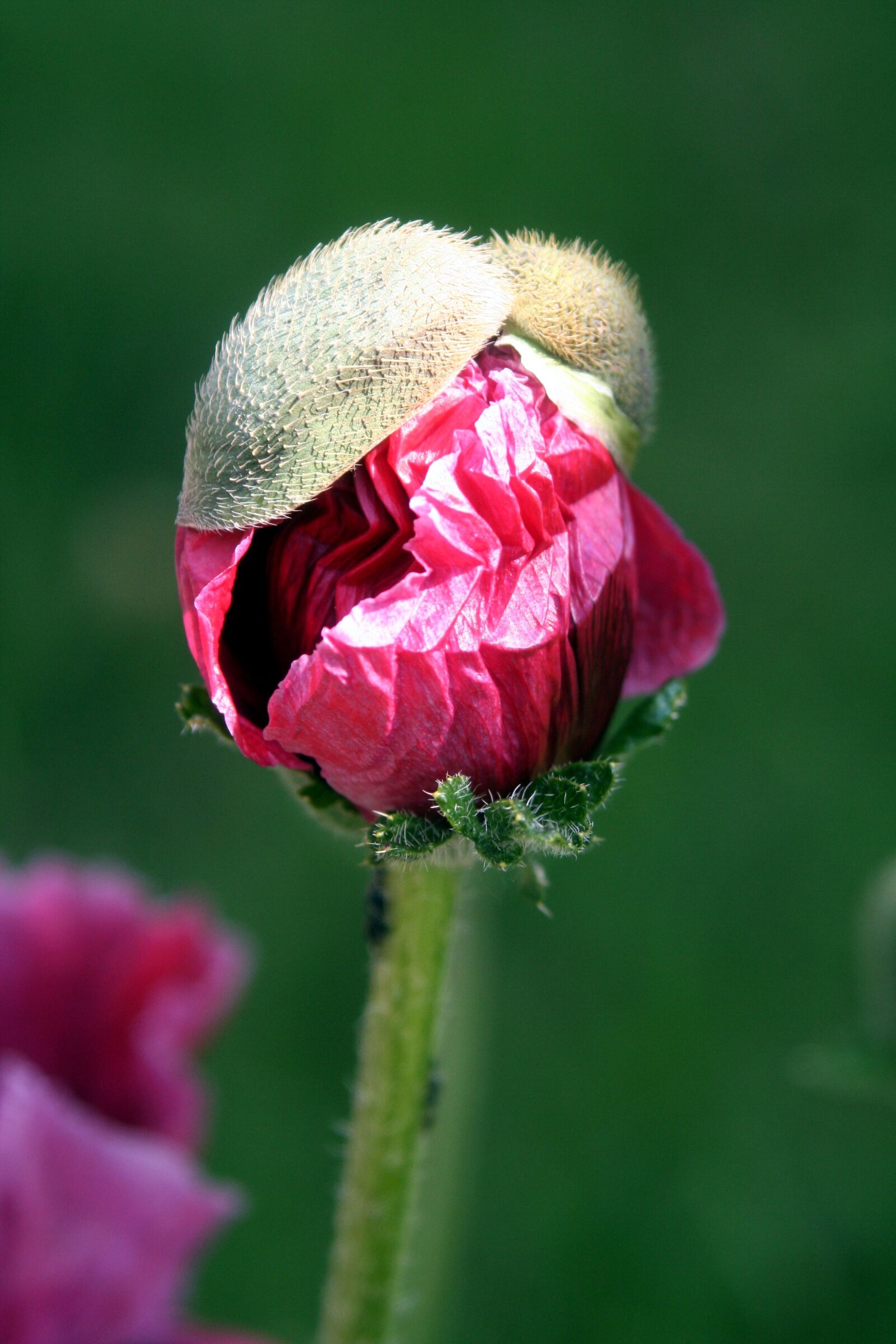 Canon EOS 350D (EOS Digital Rebel XT / EOS Kiss Digital N) sample photo. Flower, poppy, red flowers photography