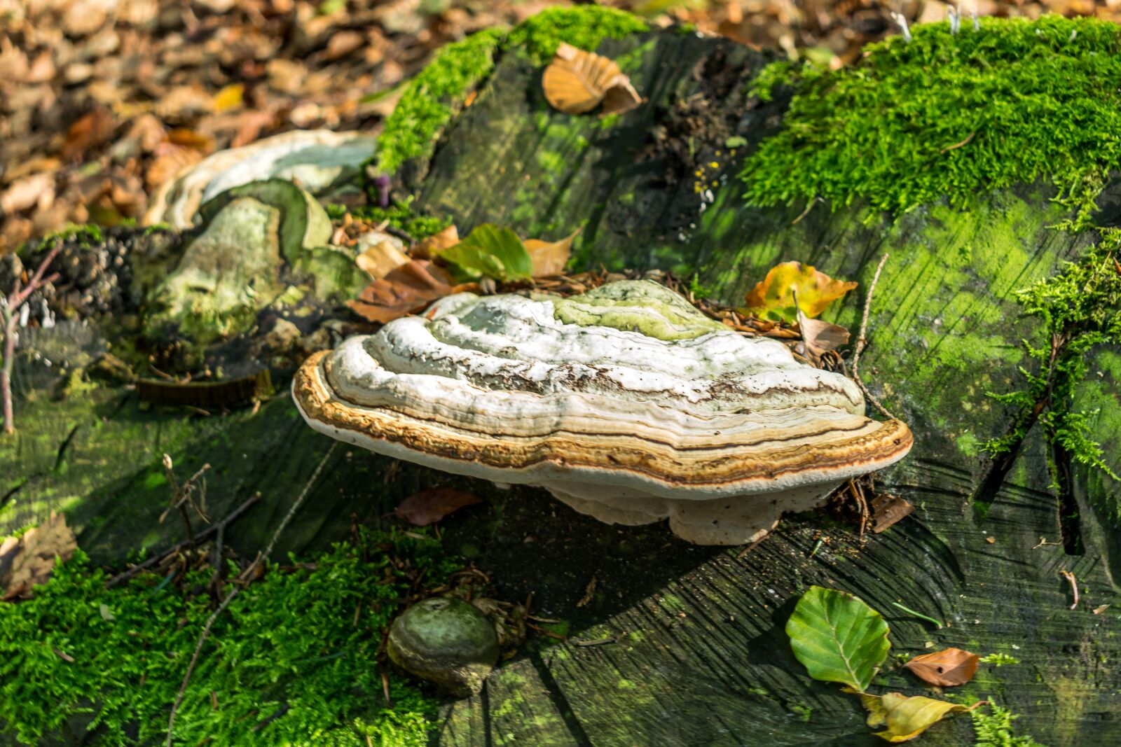 Nikon D5300 sample photo. Mushroom, tree fungus, forest photography