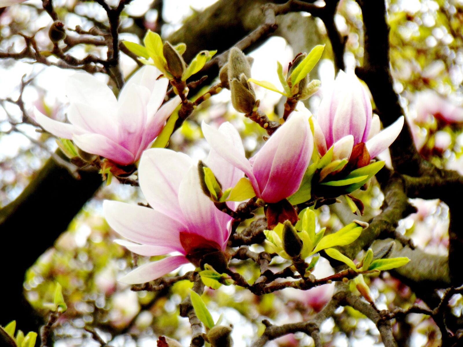 Nikon Coolpix S6300 sample photo. Magnolia, flower, nature photography
