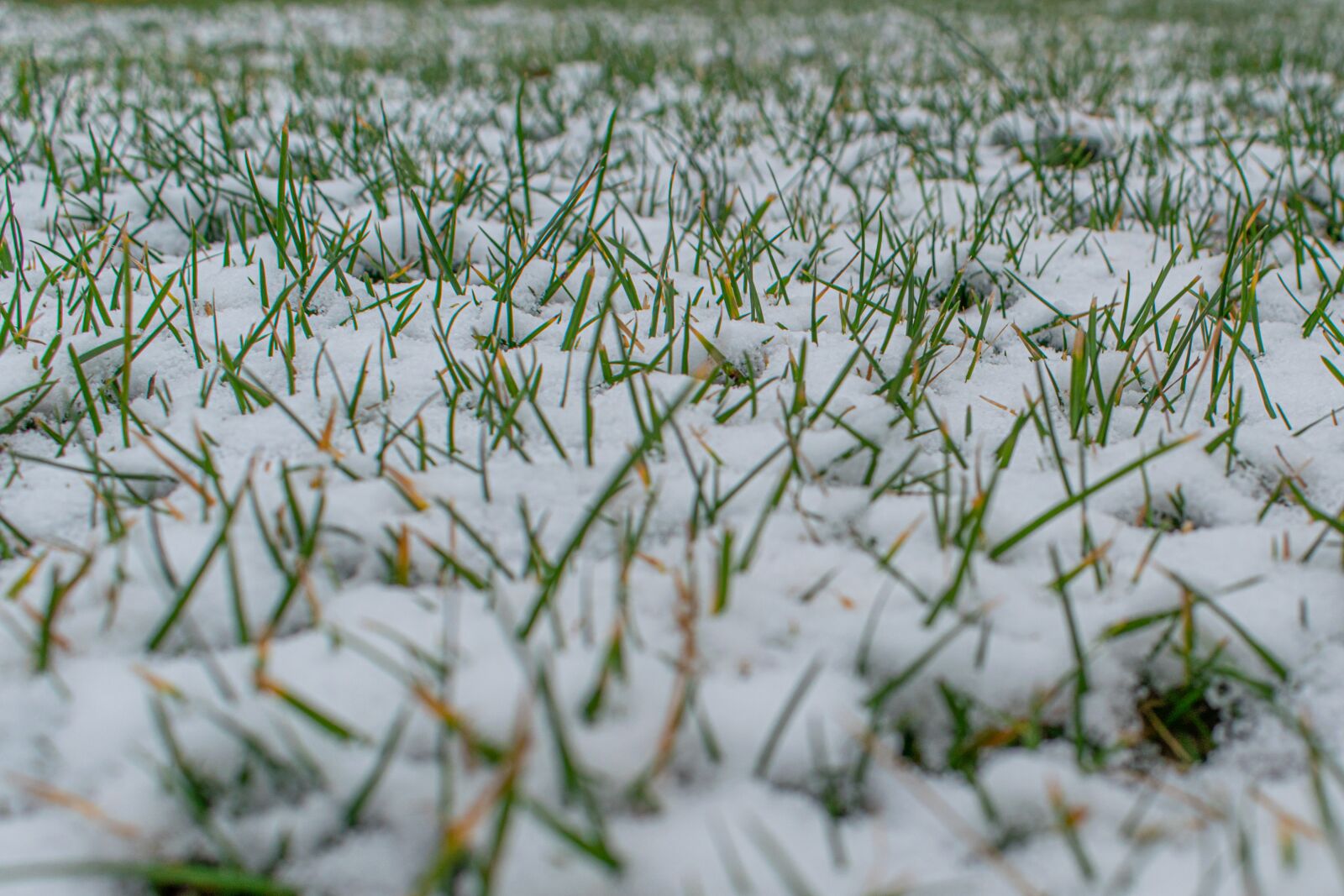 Nikon D5300 sample photo. First snow, meadow, grass photography
