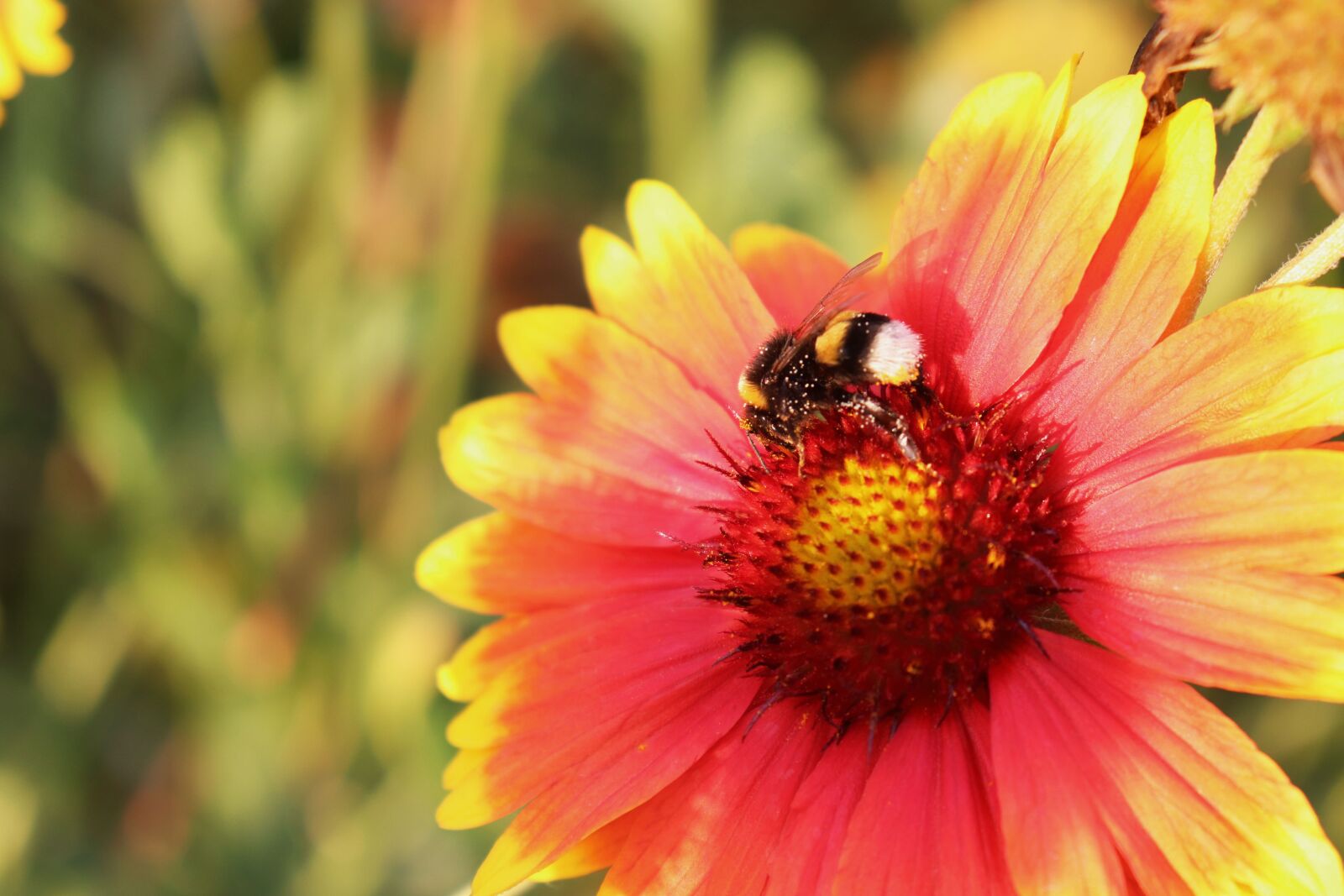 Canon EOS 200D (EOS Rebel SL2 / EOS Kiss X9) sample photo. Bee, flower, pollen photography