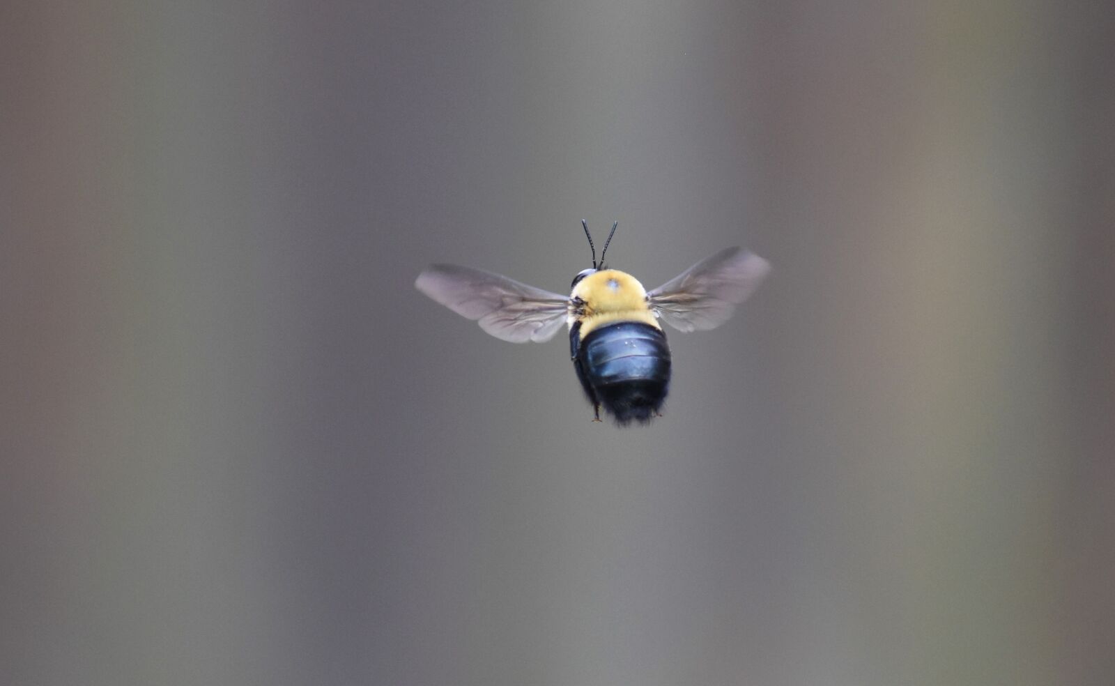 Nikon D5500 sample photo. Bee, borer bee, carpenter photography
