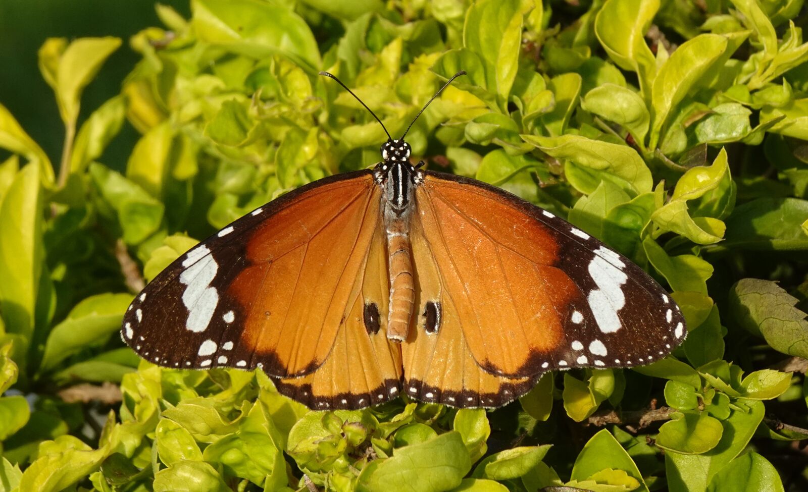 Sony DSC-WX800 sample photo. Butterfly, plain tiger, insect photography