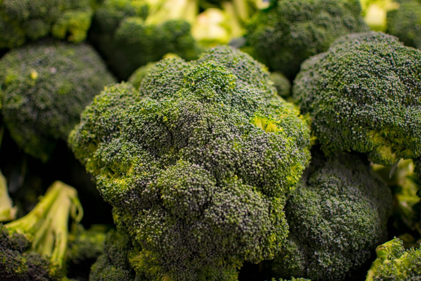 Nikon D7200 sample photo. Broccoli, vegetable, nature photography