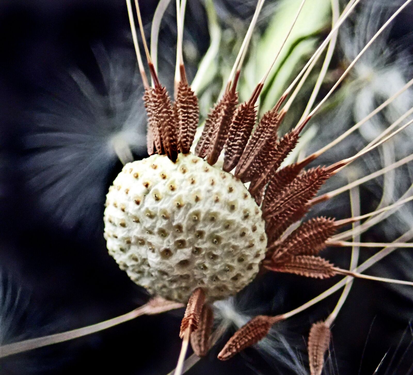 Olympus TG-5 sample photo. Dandelion, flower, seed photography