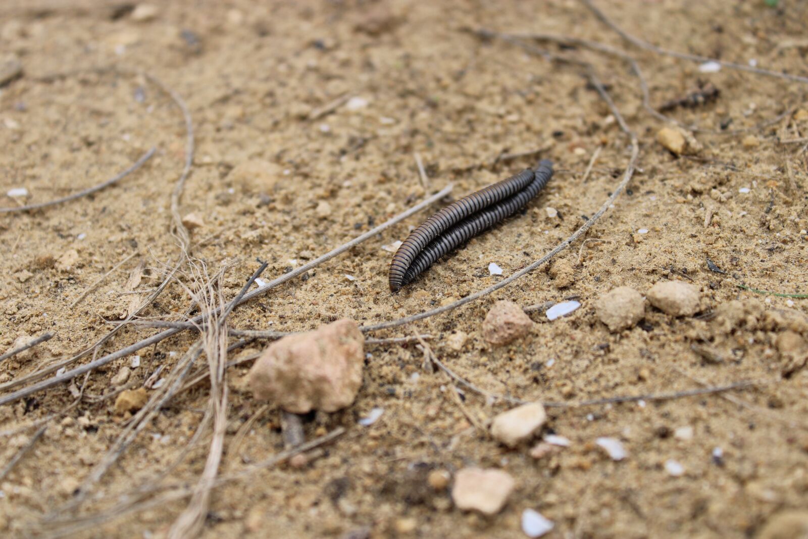 Canon EOS 2000D (EOS Rebel T7 / EOS Kiss X90 / EOS 1500D) sample photo. Animal, field, worm photography